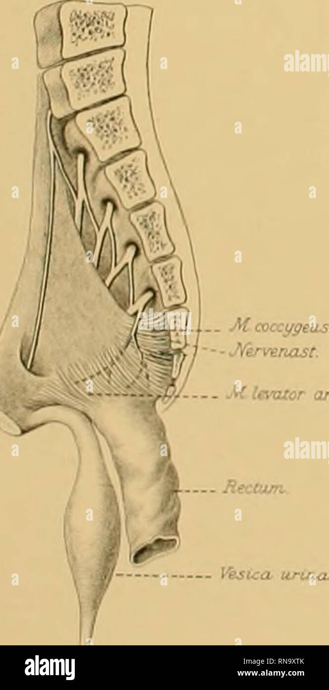Anatomische Hefte M Sphuicter Sintis Uro Genitahs Jv Dorsalis Cl J Piidendas M Sphincter Am Externas Ji Ischio Cacbmosus M Pudendus F Sphmcter A A Externas J Tsphincter Sinus Vj Ffenitaus V V J Dorsalis D