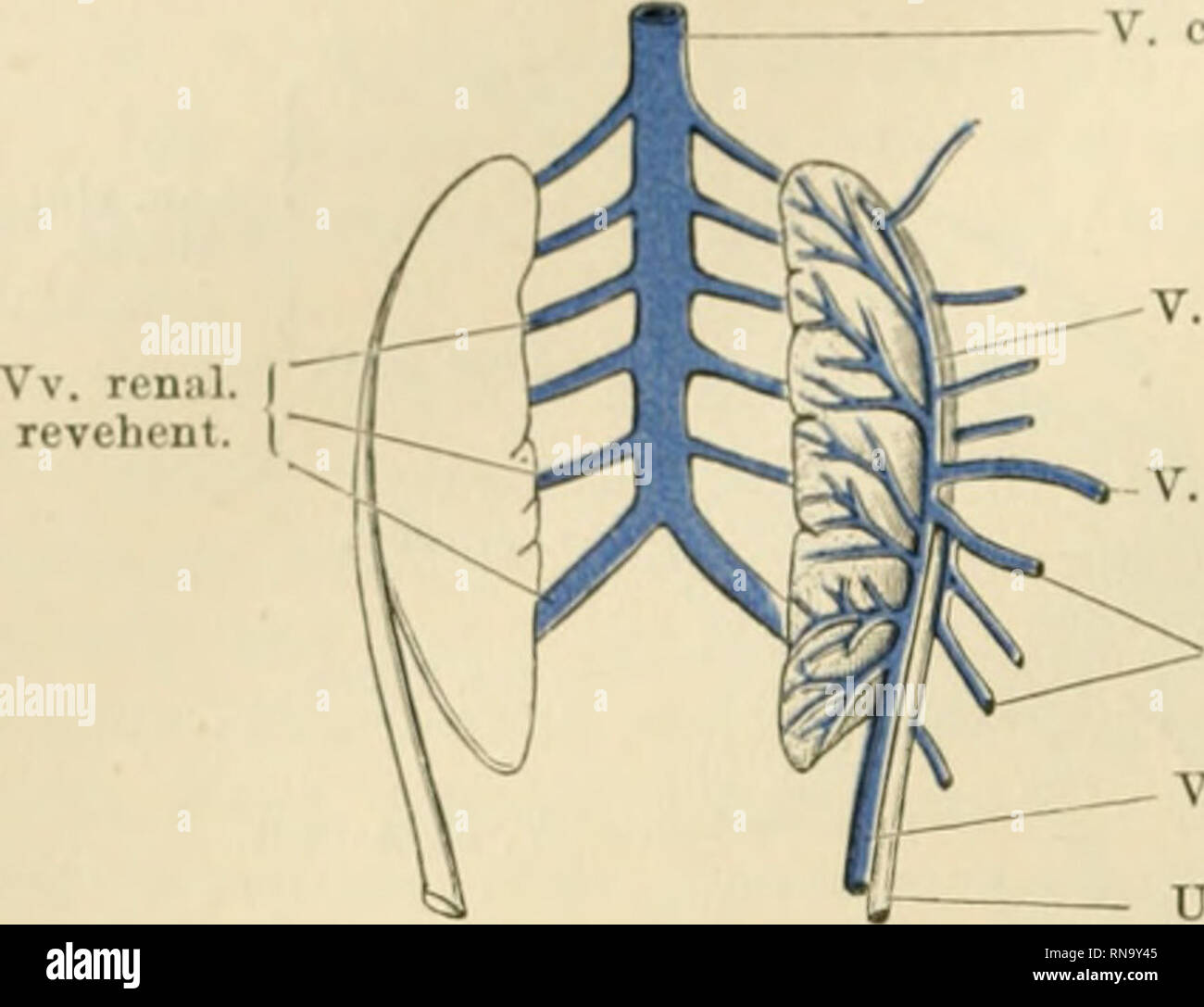 . Anatomie des Frosches. Frogs; Amphibians. 418 V. iliaca communis. — V