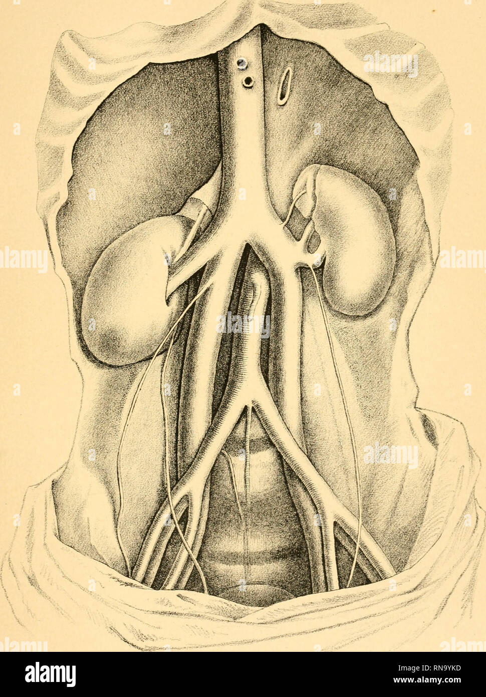 Anatomische Hefte Anatomische Heffe Labtheilunj Hefmv 2band Taf Ix Fj Vi Jc J A W S Imanski Fec Verlag V J F Bergmann Wiesbaden C Krapf Lith Please Note That These Images Are Extracted From Scanned Page