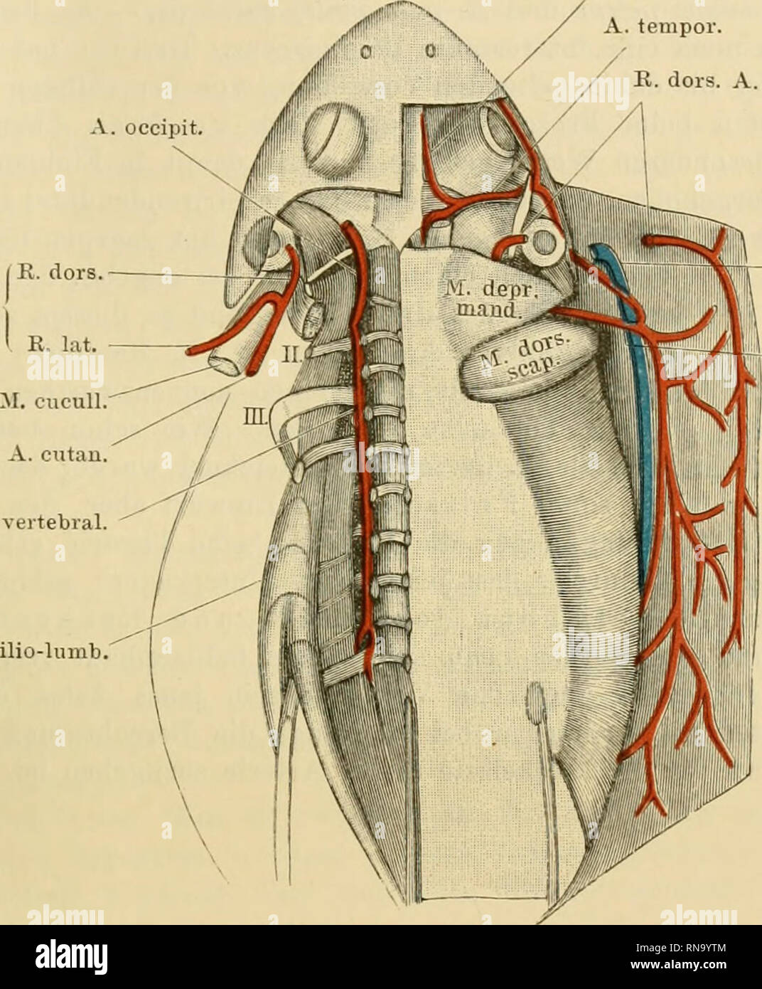 Arteria vertebral hi-res stock photography and images - Alamy, image size:1072x1390