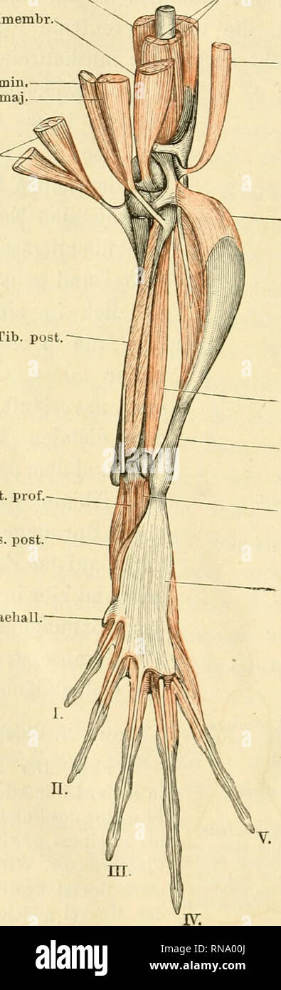 . Anatomie des Frosches. Frog; Amphibians. 192 Muskeln der hinteren Extremität. Fig. 107. Crur. Add. magn. Semimembr Grac. min Grac Il.-fib. i maj Semitend. Plant, long. Tib b) Muskeln der Streckseite. m.peroneus. jf. peroneus. (Figg. 100, 108.) M. peroneus, Ecker, Nr. 132. Genio-peroneo-calcanien, Duges, Nr. 158. Extenseur primitif du fibula, Perrin, Nr. 96. Ein starker Muskel, der den Dorsalrand des Crus einnimmt und medialwärts an den Plantaris longus, von dem er theilweise bedeckt wird, lateral wärts an den Tibialis anticus longus angrenzt. Er entspringt mit ziemlich langer Ur- sprungssehn Stock Photo