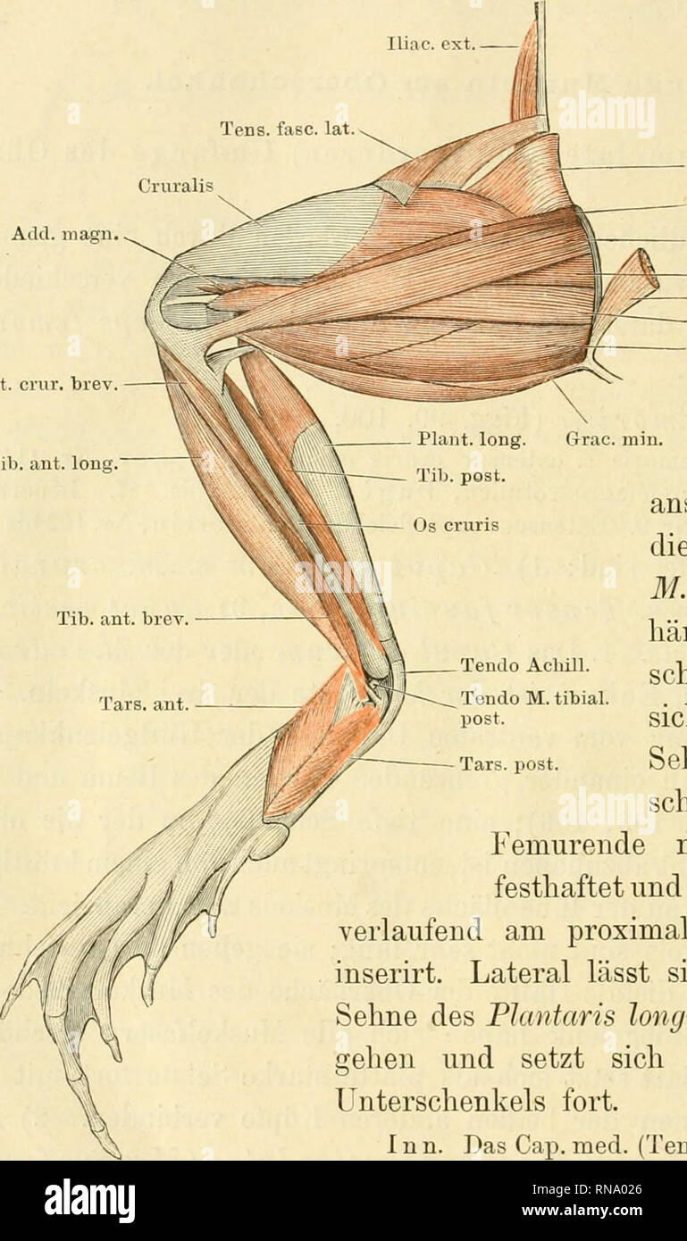 Anatomie des Frosches. Frog; Amphibians. 178 Muskeln der hinteren  Extremität. superior des Darmbeinflügels seimig und bildet dann einen  beträcht- lichen Muskelbauch, dessen Fasern sich an die Unterfläche der  Fascia lata Fig.