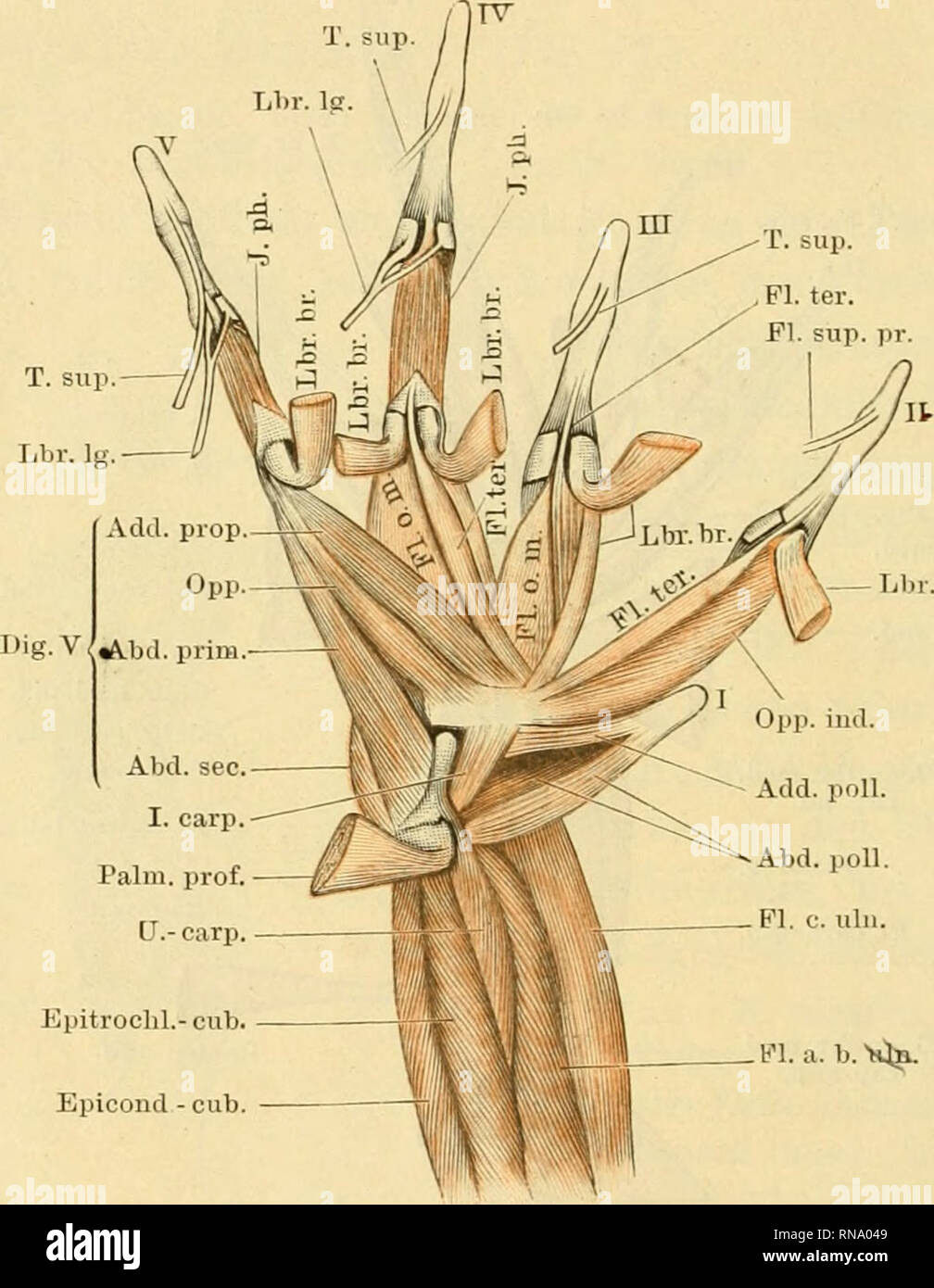 Palmaris longus muskel hires stock photography and images Alamy
