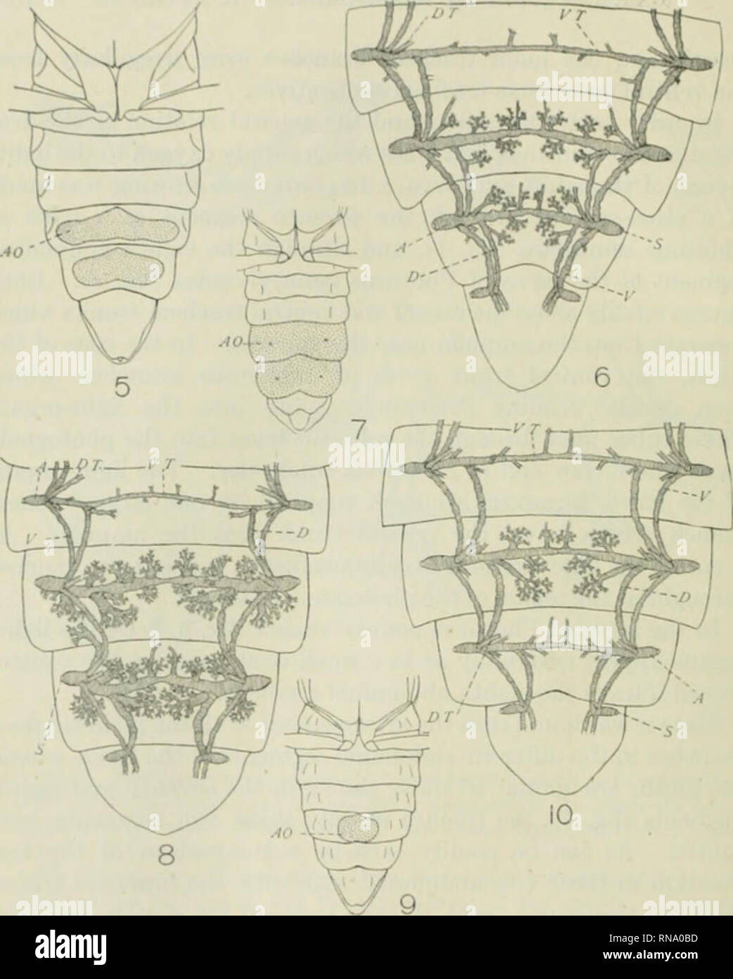. The anatomical record. Anatomy; Anatomy. Fig. 5 Pliotorus pcnnsylvunica, female, ventral view of alwlomen. The stip- pled areas on tfic sixth and seventh abdominal segments represent the adult light-organ (^4 O). Fig. (j Photurus ])enn8ylvanica, female, dorsal view of the principal trachea of the fifth, sixth, and seventh abdominal segments. P&quot;or labels see figure 4. Fig. 7 Photinus scintillans, male, ventral view of abilomcn. The stippled area.&lt;&lt; on the sixth and seventh abdominal segments represent the adult light- organ (.-1 O). Fig. 8 Photinus scintillans, male, dorsal view of Stock Photo