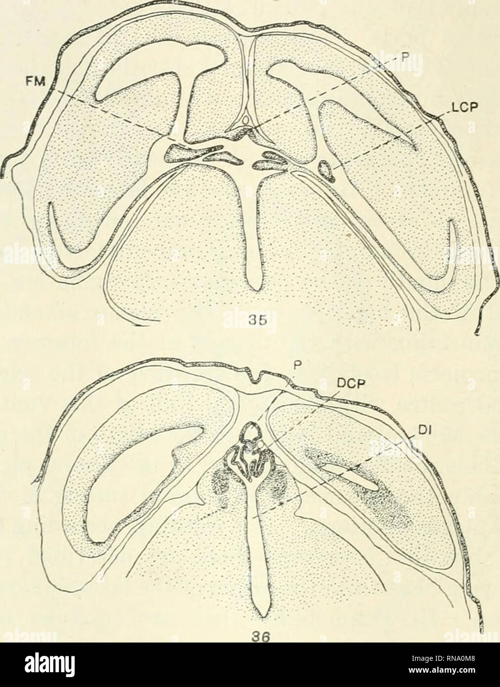 . The anatomical record. Anatomy; Anatomy. 628 B. W. KUXKEL. P'igs. 35-38 Transverse sections through the dorsal portion of an embrj'o (D), having a length of 80 mm., arranged from anterior to posterior, showing the paraphysis, lateral, median, and diencephalic choroid plexuses, ganglia haben- ulae, superior commissure, and a pocket of the roof of the diencephalon cut off bj^ the superior commissure. X 20. between the superior and posterior commissures and is directed almost exactly dorso-ventrally. The body of the epiphysis is large and pear-shaped. In one specimen it exhibited a small lumen  Stock Photo