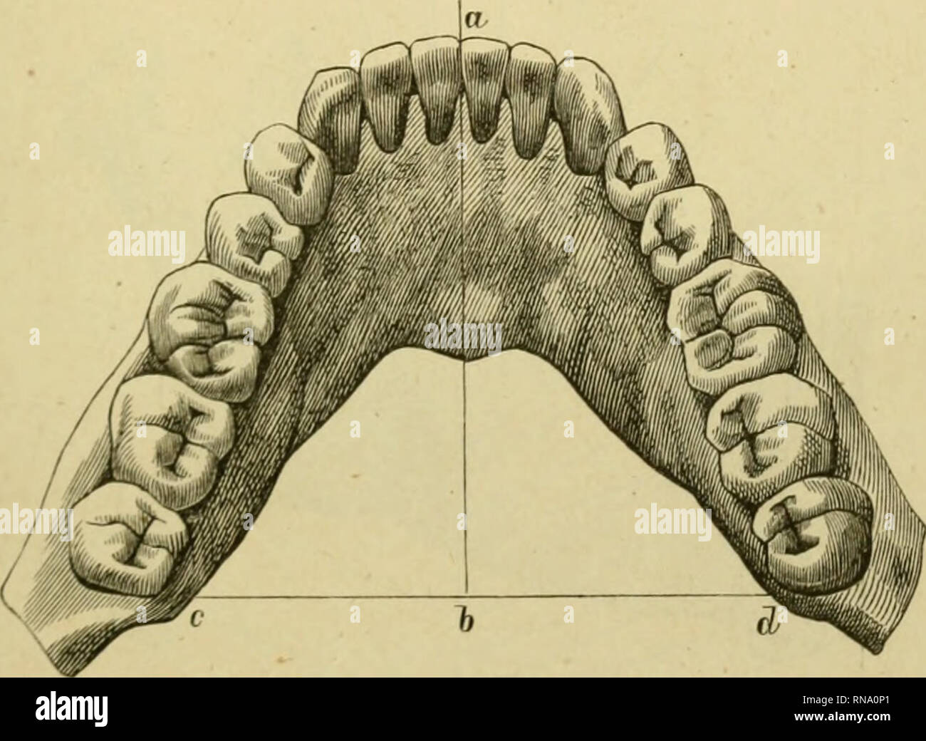 . Anatomie des menschlichen Gebisses, mit besonderer Rücksicht auf die Bedürfnisse der Zahnersatzkunde. Tooth; Dentition; Anatomy. 103 zum Vorderzahne; sie behält zum mindesten immer noch so weit die Oberhand, dass eine entgegengesetzte, fächerartige Aufstellung der Frontzähne vermieden wird. Der Bogen, den die untere Zahnreihe beschreibt, gleicht einer Parabel; seine Schenkel weichen demgemäss nach rückwärts in gleichmässiger Progression auseinander. Die Distanz zwischen den Spitzen der distalen Wangenhügel der Weisheitszähne (c d^ Fig. 64), ist fast ebenso gross, wie die Querachse der oberen Stock Photo