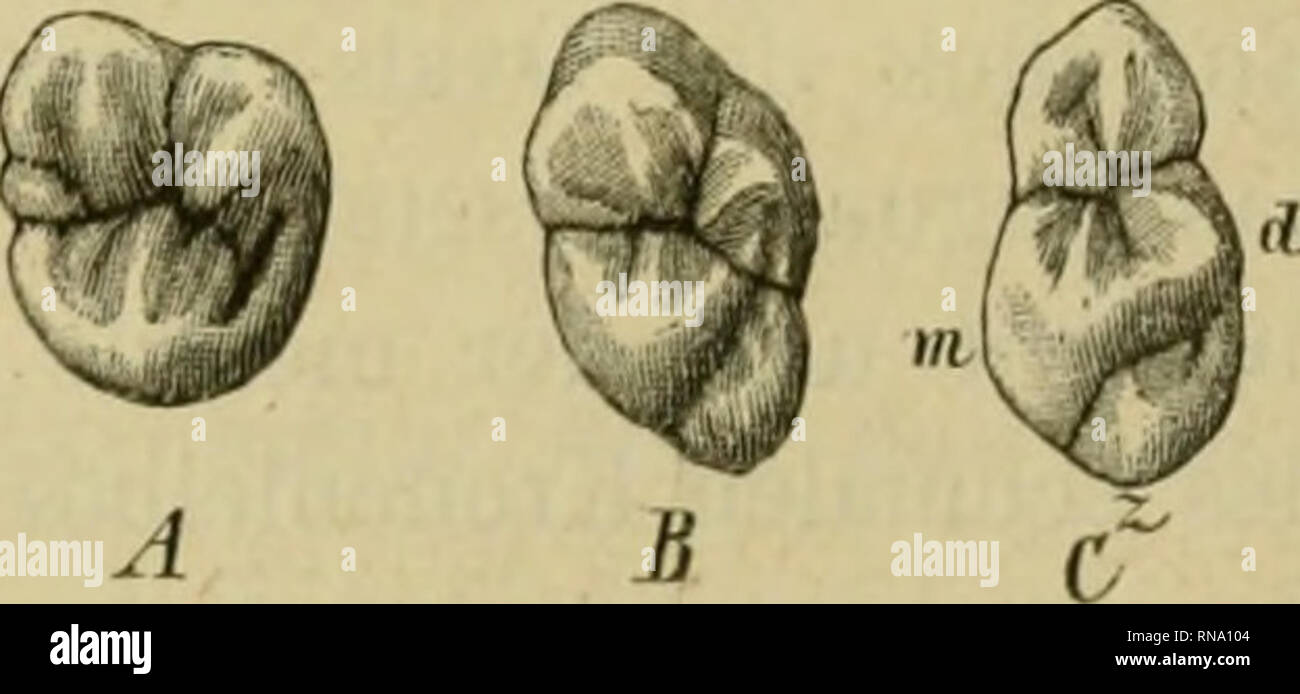 . Anatomie des menschlichen Gebisses, mit besonderer Rücksicht auf die Bedürfnisse der Zahnersatzkunde. Tooth; Dentition; Anatomy. 6^ Individuums nur duicli einen etwas kleineren distalen Zungenliügel und durch die verringerte Breite der Zuugenfläche, welche derjenigen der Wangenfläche meistentheils schon etwas nachsteht; auch fehlt — ganz vereinzelte Fälle ausgenommen — selbst der schwächste Ansatz zu einem fünften Hügel. Die linguale Kronenhälfte hat das Ueber-. gewicht über die buccale verloren. Diese Form des zweiten oberen Molaris fand Prof. Zucker- kandl unter europäischen Schädeln in 45 Stock Photo