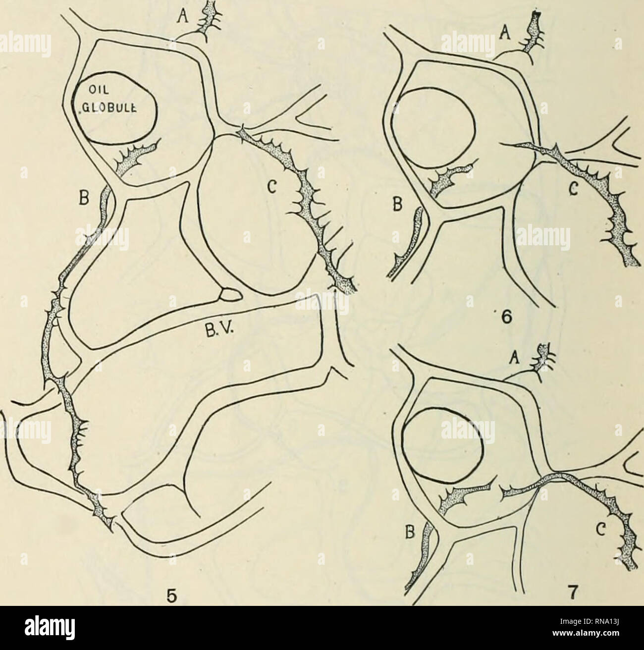 . The Anatomical record 19221923. Anatomy. 188 ELIOT R. CLARK. Fig. 3