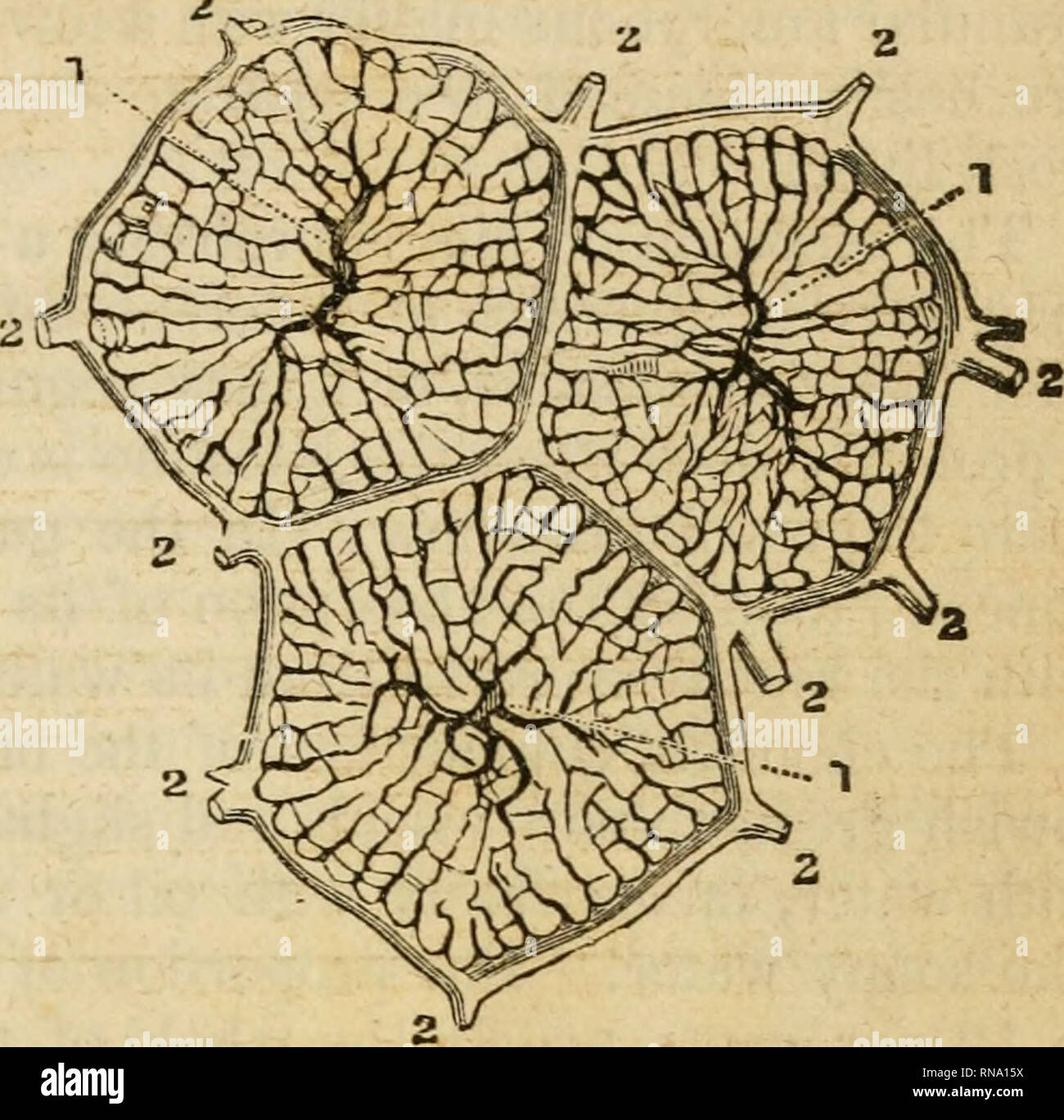 . An analytical compendium of the various branches of medical science