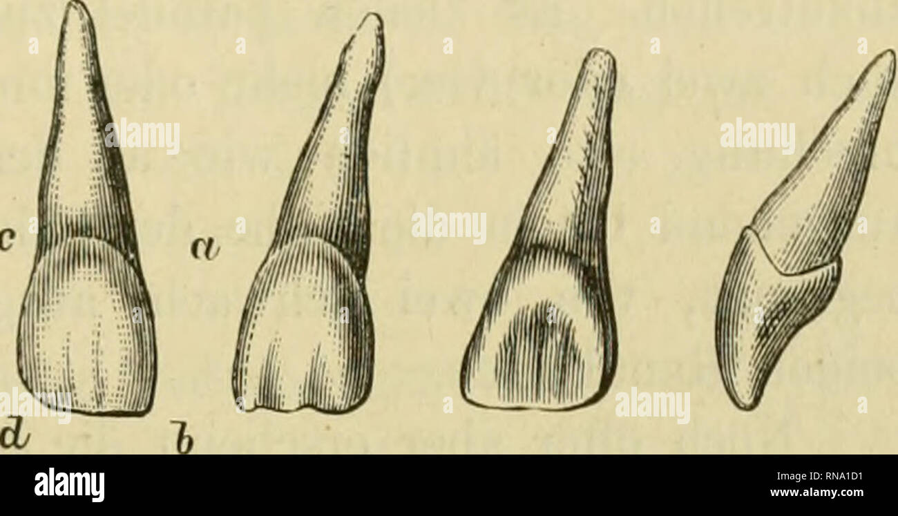 . Anatomie des menschlichen Gebisses, mit besonderer Rücksicht auf die ...
