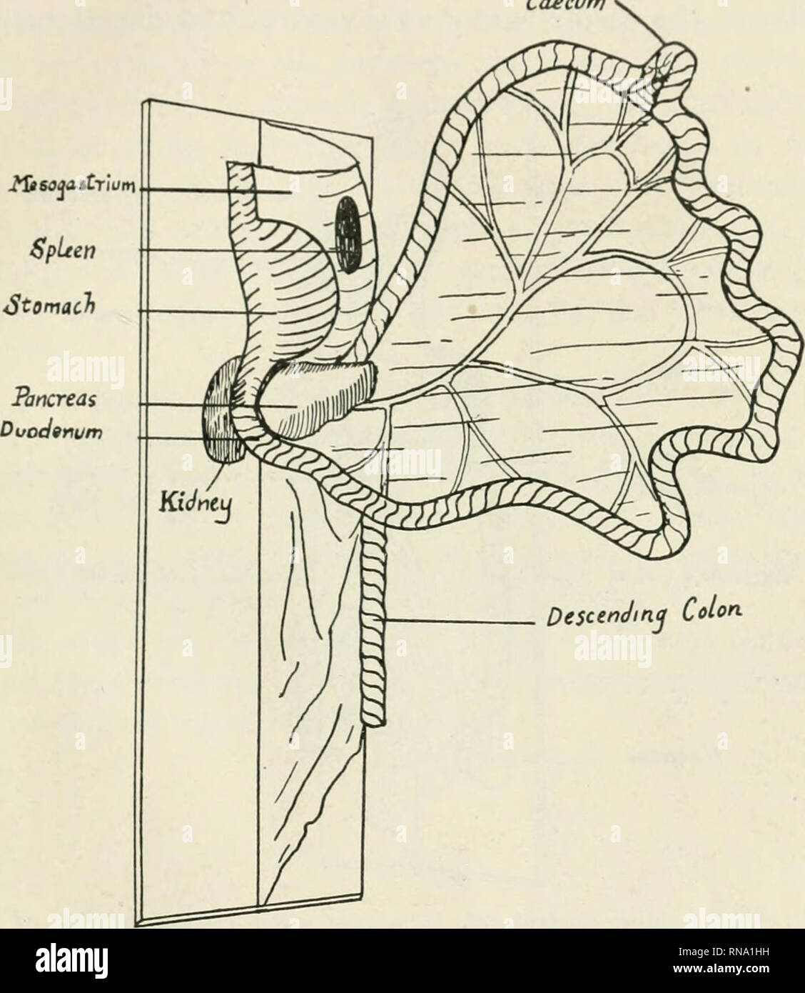 Como Saber Si Estas Enamorada O Solo Es Cariño Test Proi hi-res stock photography and images - Page 2 - Alamy