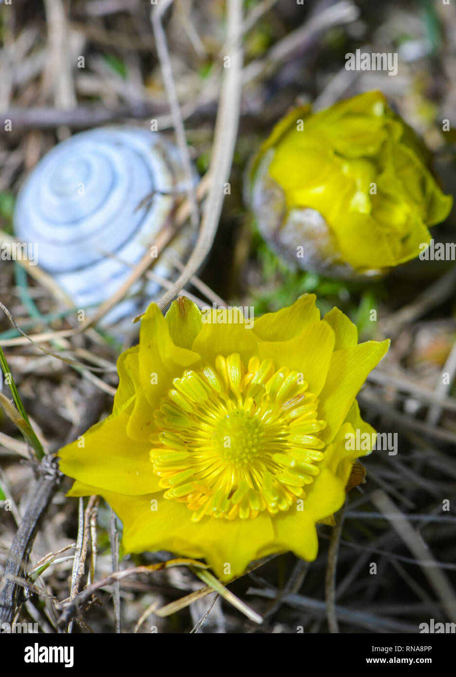 18 February 2019, Brandenburg, Lebus: Two bright yellow Adonisheröschen bloom on the Oder slopes in the Märkisch-Oderland district. An empty snail shell lies next to the two flowers. A lot of sun and mild temperatures of the last days have led to the blooming of the first Adonisheröschen especially early this year. The area between Lebus an der Oder and Mallnow am Oderbruchrand in East Brandenburg is one of the largest contiguous areas of Adonisheröschen in Europe. In Brandenburg, these strictly protected types occur only at the Pontischen slopes north of Frankfurt (Oder). For the poisonous fl Stock Photo
