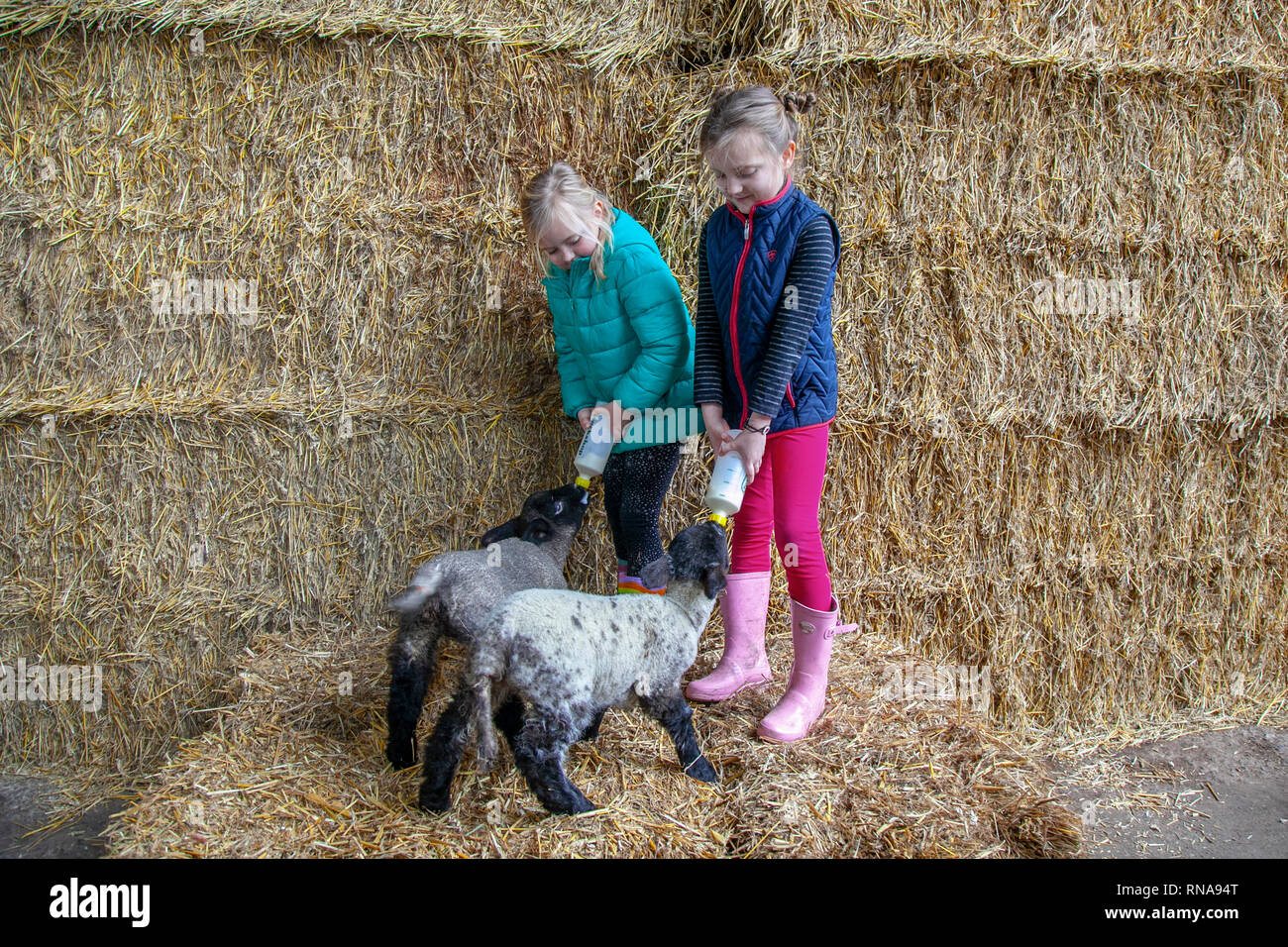 Burscough, Lancashire, UK. 18th February, 2019. Lambing time at the Animal Farm as Kasey Webster, 5 years old, & Maddie Slinger 7 years old, help with the care of lambs that have been orphaned, by feeding the animals which would otherwise die. Credit: MediaWorldImages/AlamyLiveNews. Stock Photo