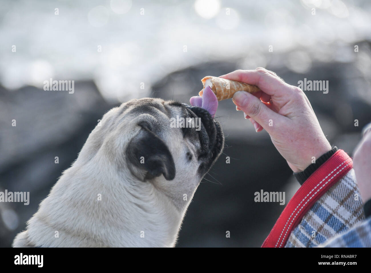 Dog eating ice cream with owner on a rock overlooking the sea Stock Photo