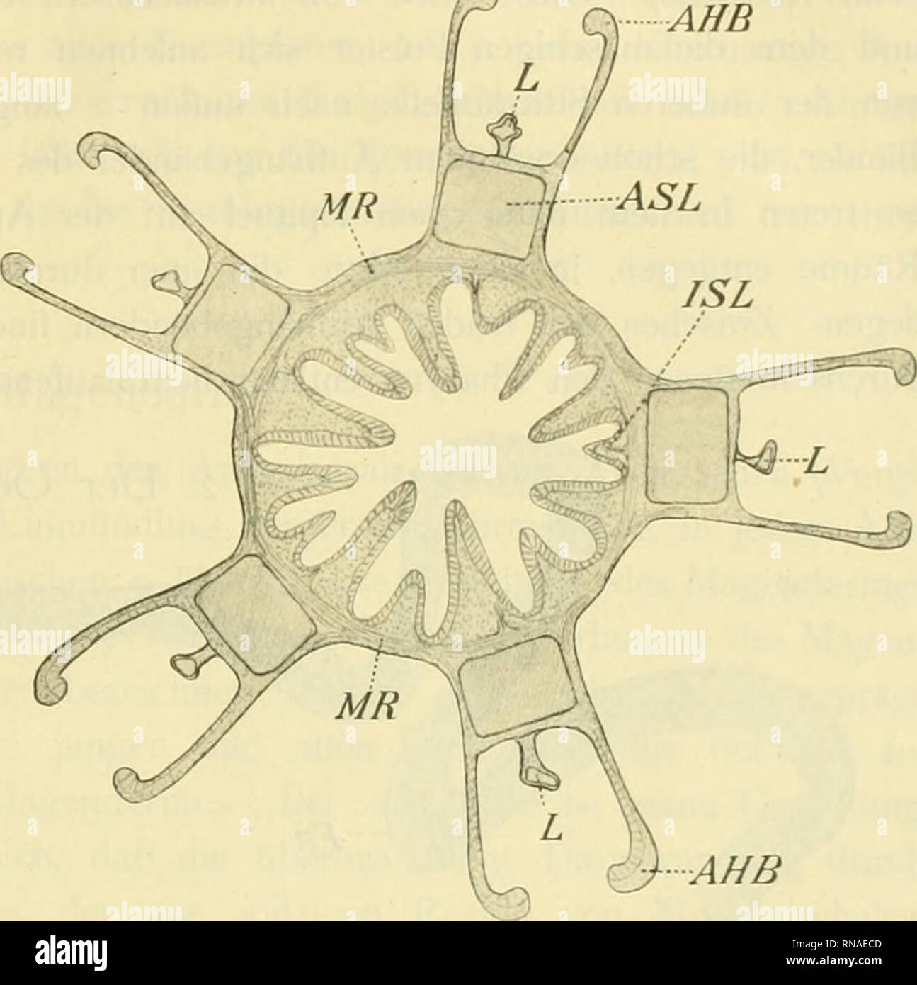 . Anatomie der Echinothuriden. Echinothuroida; Sea urchins. sich also um 15 Bänder, nämlich um 5 Paare von Doppelbändern und um 5 einzelne Bänder. Die nach oben sich verbreiternden Doppelbänder sind an dem dem Centrum der Laterne zuge- kehrten Ende der Zwischenkiefer angeheftet, während die unteren 5 mit der je zwei Kiefer ver- bindenden Muskulatur in Connex stehen. Alle Bänder verlaufen längs des Pharynx, stehen aber nicht direkt mit ihm in Verbindung, sondern heften sich an fünf deutlich hervortretenden Pharynx- „Leisten&quot; an. Sie stellen die äußeren Stützlamellen dar, im Gegensatz zu de Stock Photo