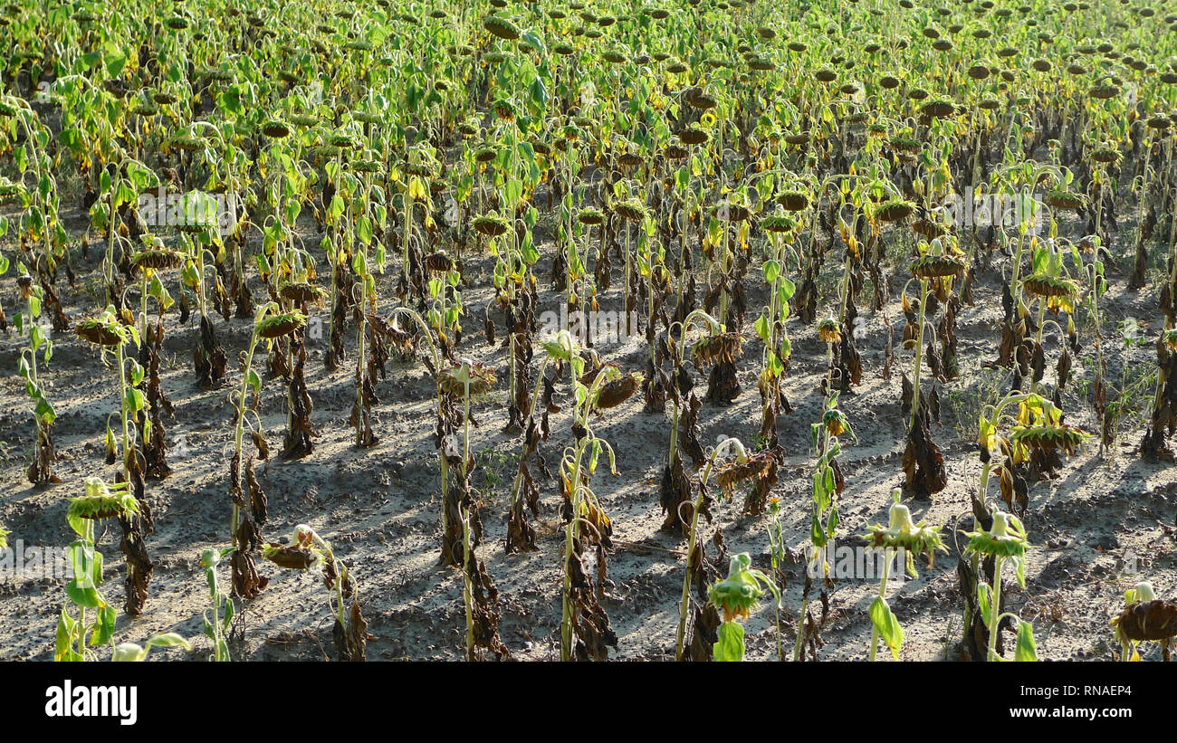 Sunflower dying in the sun hires stock photography and images Alamy