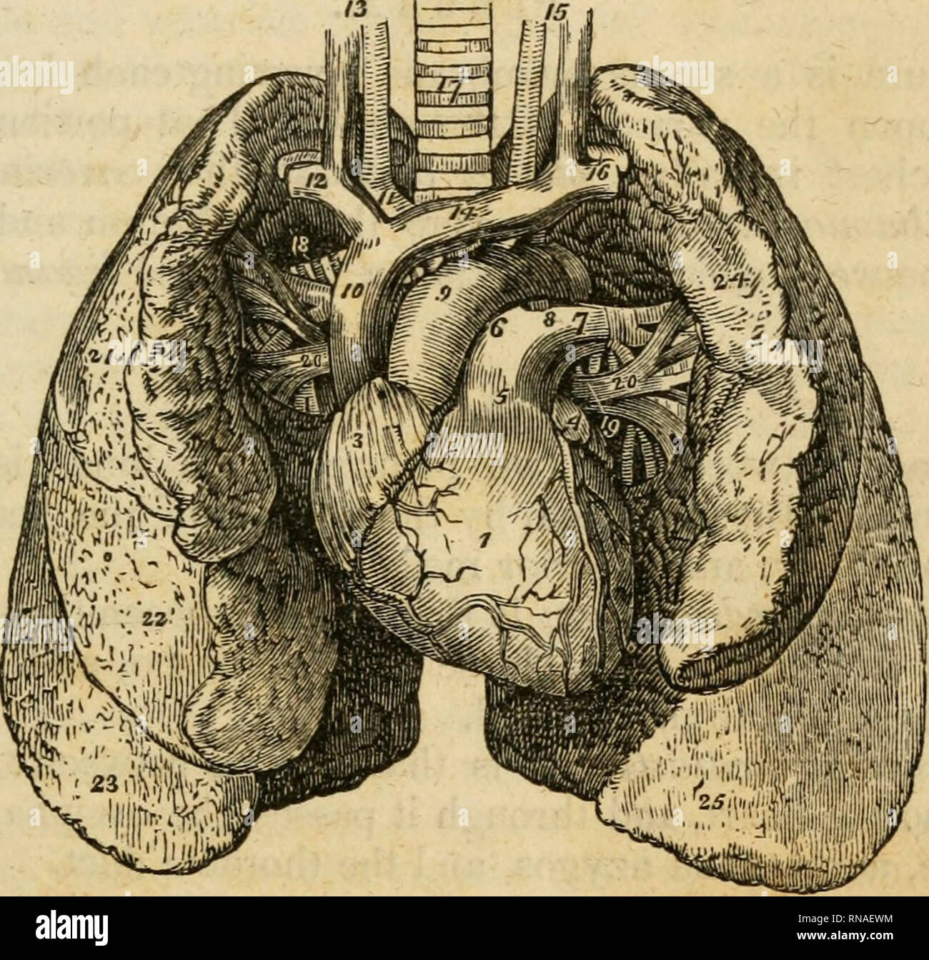 . An analytical compendium of the various branches of medical science, for the use and examination of students. Anatomy; Physiology; Surgery; Obstetrics; Medicine; Materia Medica. THE LUNGS. 129 nular in its structure, has no excretory tube, but very large lym- phatic vessels. It. is supplied by the superior and inferior thyroid arteries. It is sometimes much enlarged, constituting bronchocele or goitre. THE LUNGS. The lungs are the organs of respiration properly; they are two in number, and situated in the thorax, placed side by side, being separated from the abdomen by the diaphragm. The siz Stock Photo
