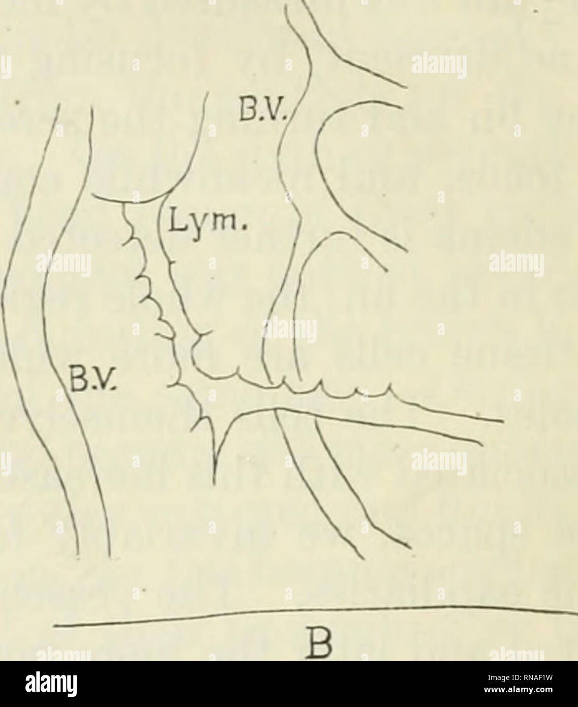 . The anatomical record. Anatomy; Anatomy. Fig. 1 A. Drawing of vessels