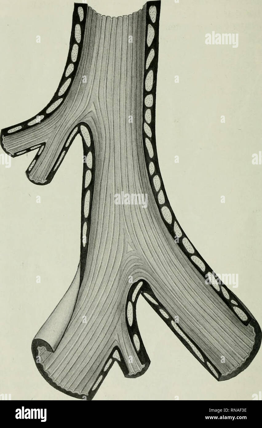 . The anatomical record. Anatomy; Anatomy. 382 WILLIAM SNOW MILLER. Fig 6 Posterior half of a trachea of a newborn pig. Shows the rugae formed by the contraction of the muscle. Note the tracheal origin of the right epartena bronchus. The posterior spur triangle is seen just above the carina as a small white triangle. X 5.. Please note that these images are extracted from scanned page images that may have been digitally enhanced for readability - coloration and appearance of these illustrations may not perfectly resemble the original work.. Bardeen, Charles Russell, 1871-1935, ed; Boyden, Edwar Stock Photo