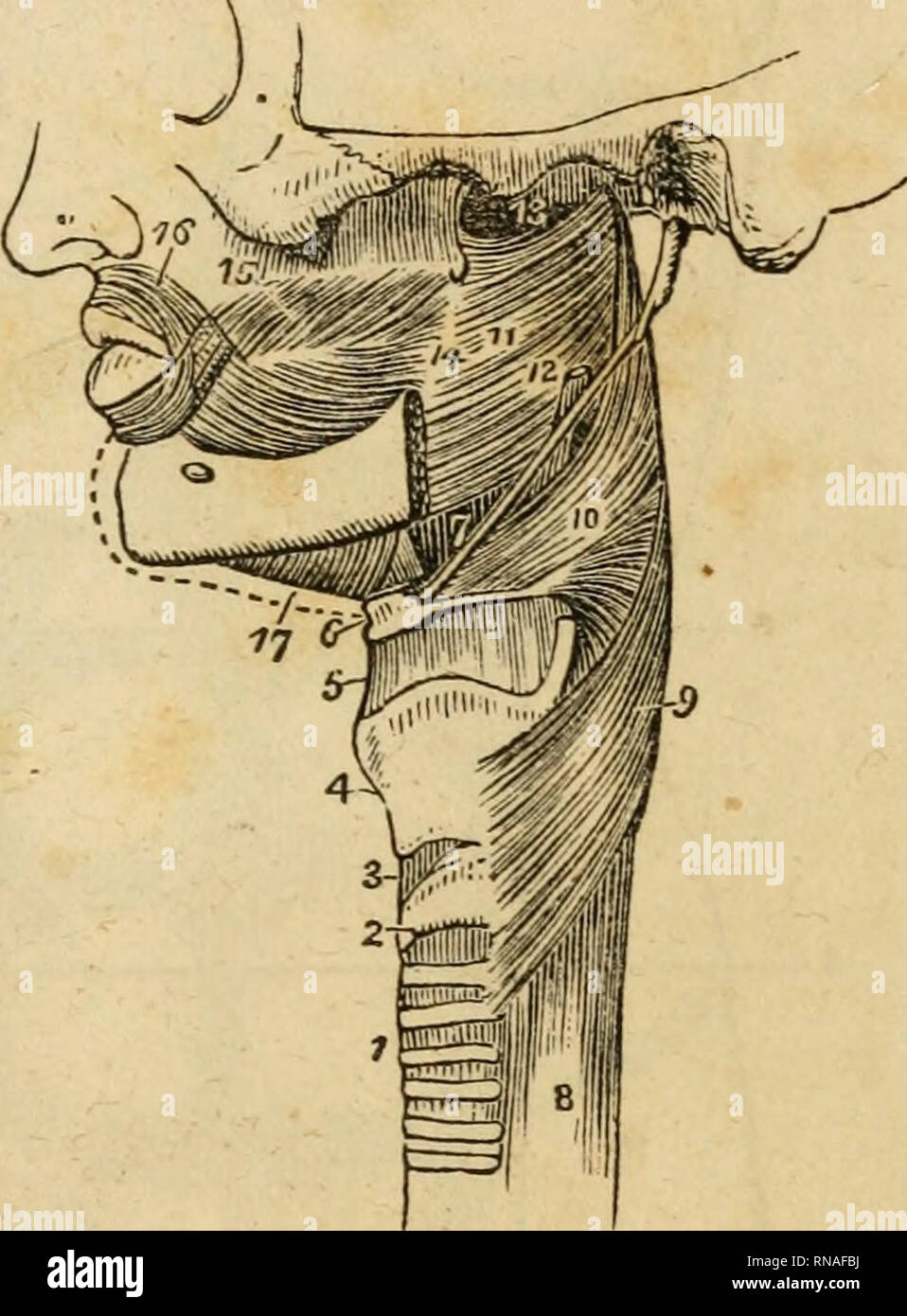 . An analytical compendium of the various branches of medical science, for the use and examination of students. Anatomy; Physiology; Surgery; Obstetrics; Medicine; Materia Medica. THE PHARYNX AND OESOPHAGUS. 101 Fig. 82. The superior constrictor muscle ' is quadrilateral, and arising from the pterygoid process of the sphenoid bone, from the upper and lower jaw, the buccinator muscles, and the root of the tongye; is inserted into its fellow behind, and also into the basilar process of the occiput. The stylo-pharyngeus iniiscle^'^ has been described before. The cellular coat is thin, and merely  Stock Photo