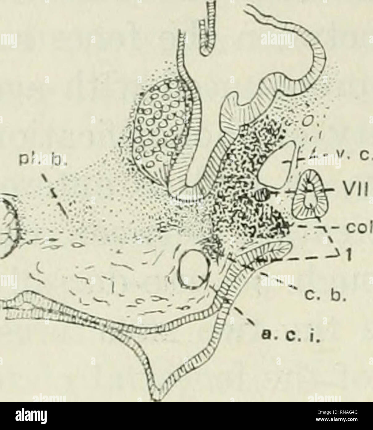 . The anatomical record. Anatomy; Anatomy. 274 B. W. KUNKEL of the ...