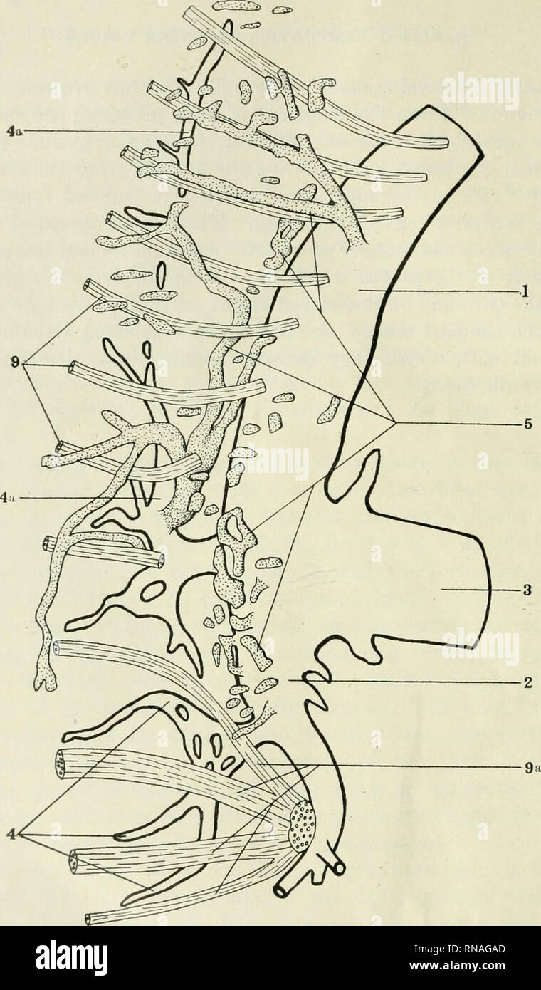 . The anatomical record. Anatomy; Anatomy. P'ig. 1 Diagram drawn I'roni ...