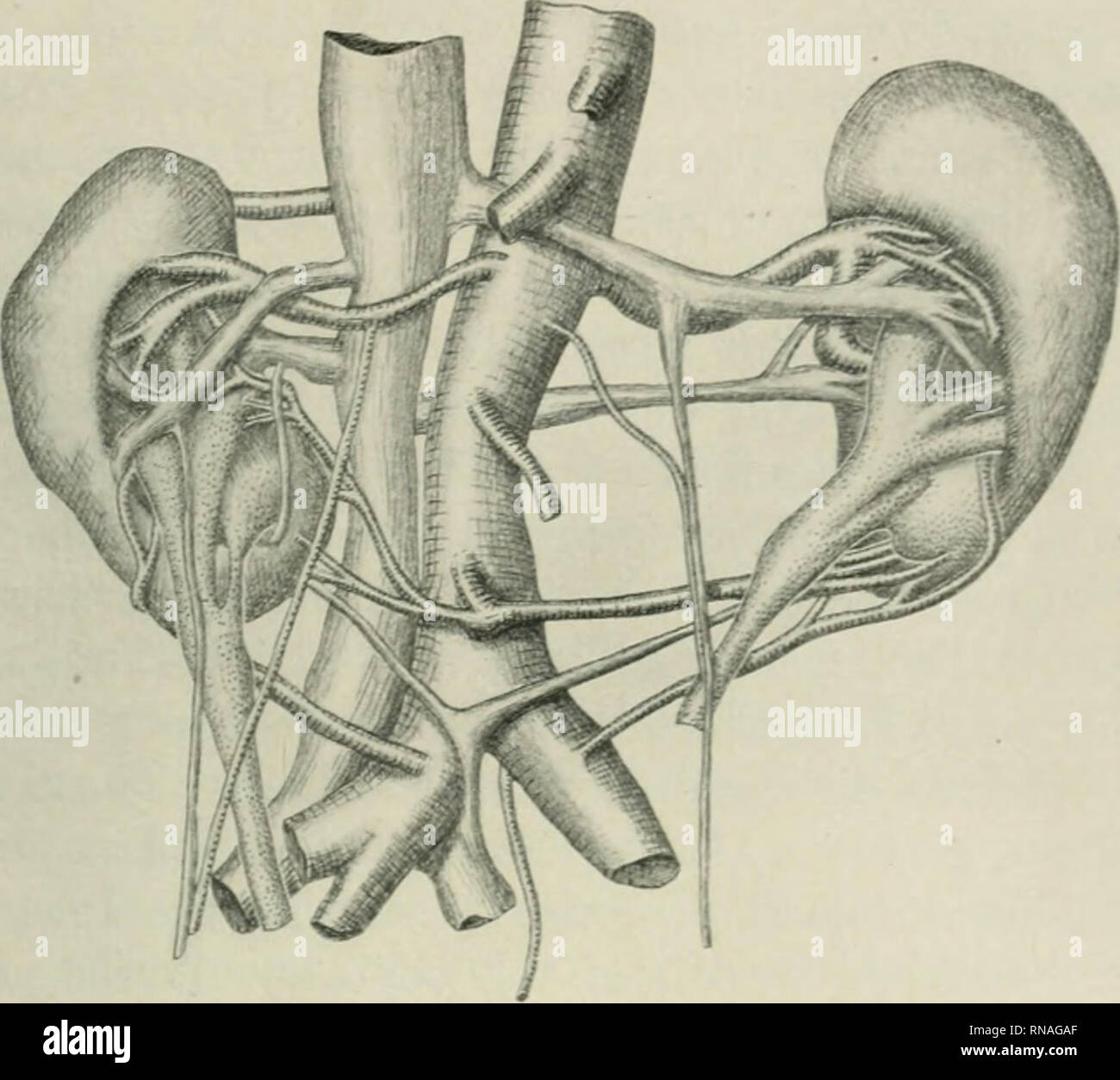 The Anatomical Record Anatomy Anatomy Multiple Renal Arteries 335 Figure 1 By The Use Of The Embryos More Completely Injected In The Younger Stages Than Those Used B Previous Observers Evans