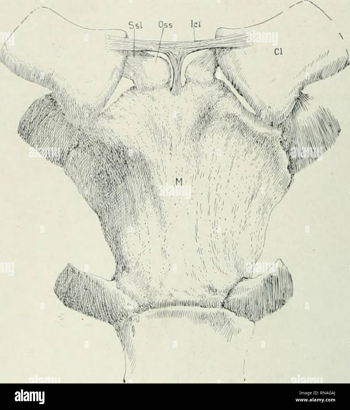 . The anatomical record. Anatomy; Anatomy. 382 GEORGE S. HUNTINGTON. Figure 13. Human adult, Sternum and Ossicula Suprasternalia, with Inter- clavicular and Suprasternal ligaments. CI—Clavicle. Id—Interclavicular liga- ment. M—^Manubrium. Oss—Ossa suprasternalia. Sst—Suprasternal ligament.. Please note that these images are extracted from scanned page images that may have been digitally enhanced for readability - coloration and appearance of these illustrations may not perfectly resemble the original work.. Bardeen, Charles Russell, 1871-1935, ed; Boyden, Edward A. (Edward Allen), 1886-1976; B Stock Photo