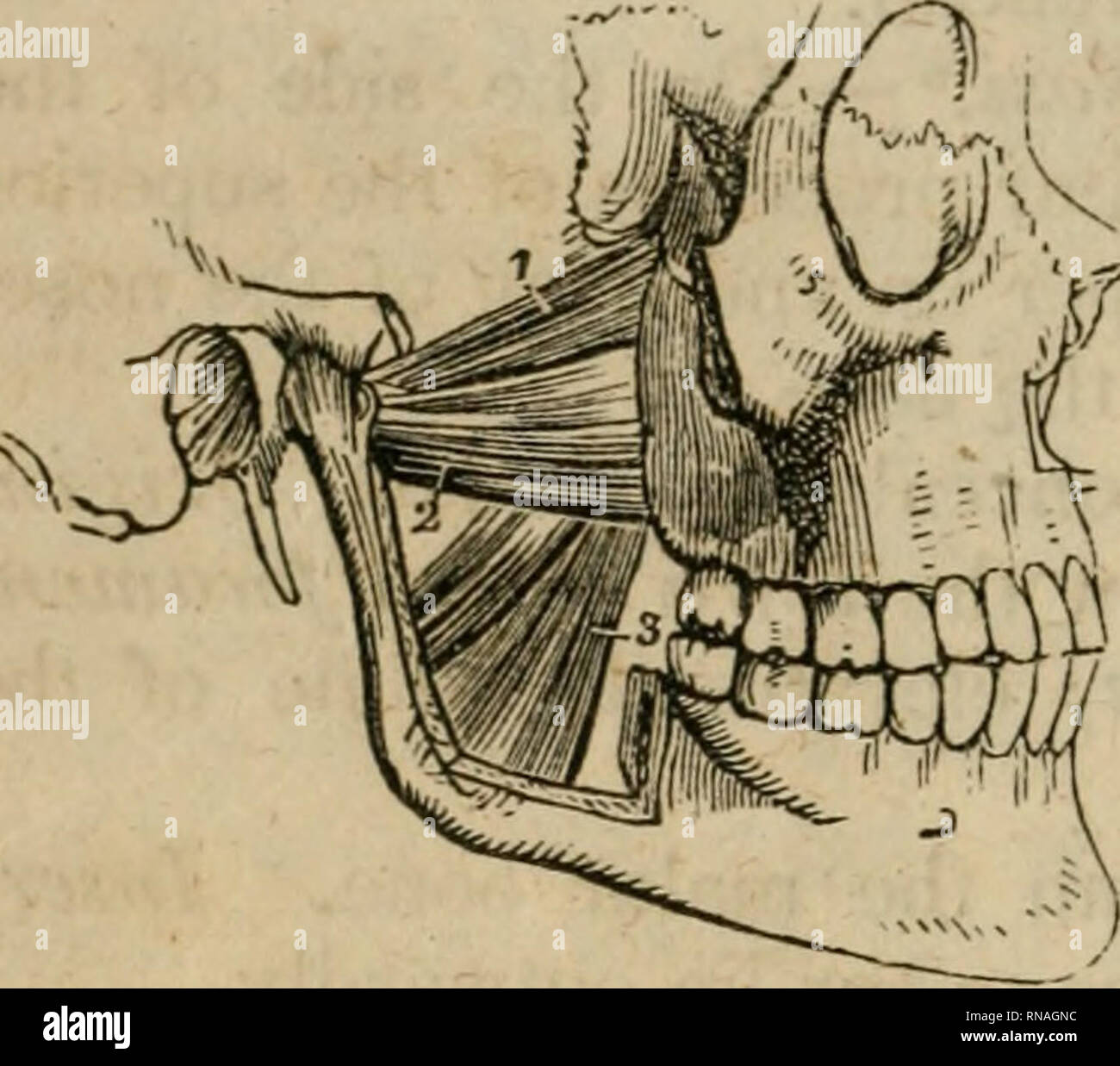 . An analytical compendium of the various branches of medical science, for the use and examination of students. Anatomy; Physiology; Surgery; Obstetrics; Medicine; Materia Medica. 70 NECK.. Pterygoideus externvs}—Origin, from the pterygoid, spinous and p- 5g temporal processes of the sphenoid, and from the tuber of the upper max- illary bone. Ifisertion, into the neck of the lower jaw. Use; draws the jaw forwards. Pterygoideus internus? — Ori- gin, from the internal pterygoid process, pterygoid fossa of the sphenoid, and from the Eustachian tube. Insertior}, into the internal surface of the an Stock Photo