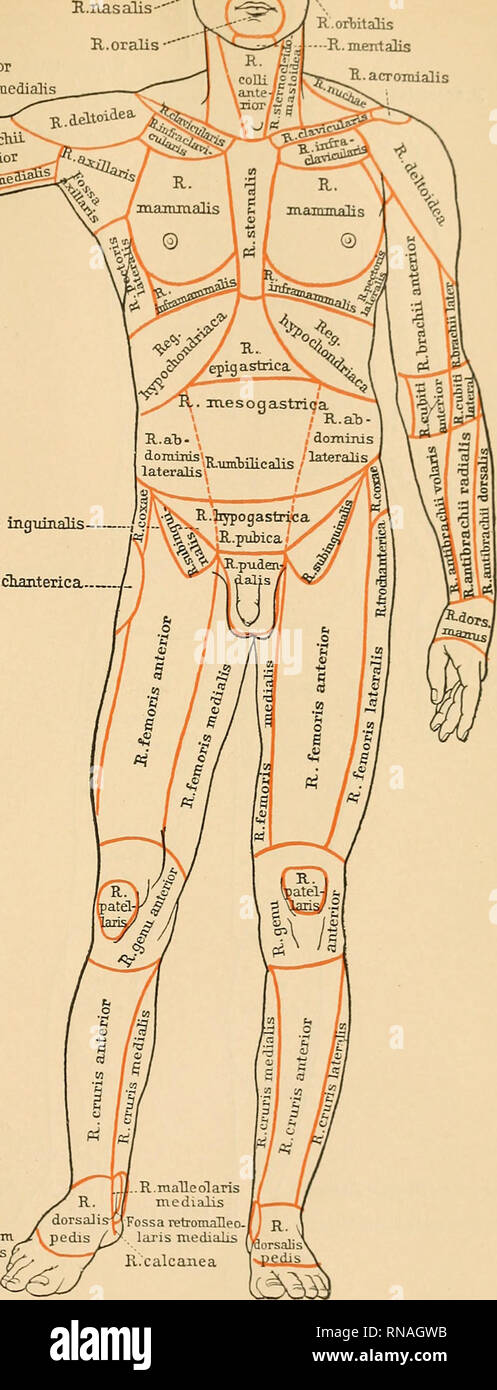 Anatomical terminology hi res stock photography and images Alamy