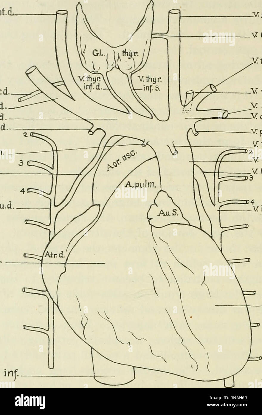. The anatomical record. Anatomy; Anatomy. 194 WILBUR C. SMITH vjug.int.d. Vfnferc. supnd. Vsubcl.d. Vanom. d. Vmont irttd. v:%m. v: interc. Su.d V&amp;nt. d. v:ca/. Jnj:. -Vjug.ints. VthyKfTied.S. Xtrans, scap. -V verfeb.s. y subel.s. -V anom.s. -v: peric. phr. v: mam. lots. V cav. ^up. V hem'iaz 1 V interc so. s. -Venf. S. SOi^'/v^ST^ Fig. 1 Ventral aspect of heart and thoracic veins ABBREVIATIONS USED IN FIGURES 1 AND 2 A.pulm., A. pulmonalis Aor.asc, Aorta ascendens Atr.d., Atrium dextrum Au.s., Auricula sinistra Gl.thyr., Glandula thyreoidea V.anom.d., V. anonyma dextra V.anom.s., V. ano Stock Photo