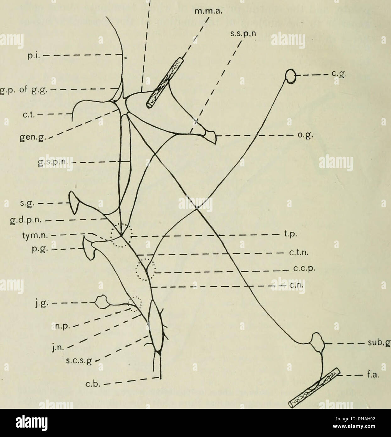. The anatomical record. Anatomy; Anatomy. 226 ROBERT BENNETT BEAN e.s.p.n.. Fig. 2 Scheme to represent the continuity of the sympathetic connections of the cephalic ganglia (ganglionated cephalic plexus). mediate nerve proper. A part of the geniculate ganglion belongs to the sympathetic system and will be described below with the ganglionated cephalic plexus. The fibers of the intermediate nerve concerned in the glosso- palatine nerve pass from the geniculate ganglion in the facial. Please note that these images are extracted from scanned page images that may have been digitally enhanced for  Stock Photo