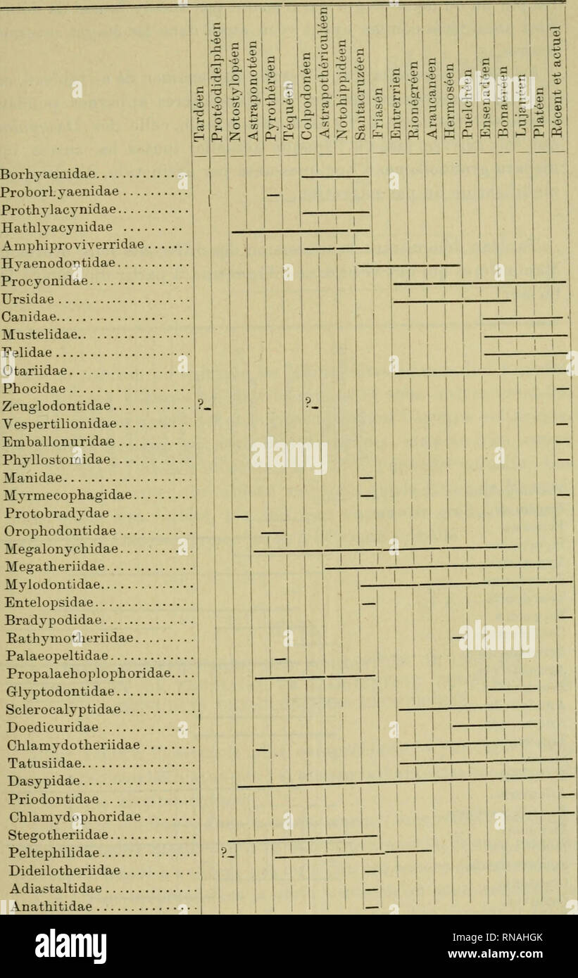. Anales del Museo Nacional de Buenos Aires. Natural history; Natural history. AMEGHINO: LES FOEMATIONS SÉDIMENTAIRES 495. Borhyaenidae Proborl.yaenidae Prothylacynidae Hathh-acynidae Ainphiproviverridae Hyaenodontidae Procyonidae ürsidae Canidae Mustelidae Felidae Otariidae Phocidae Zeuglodontidae Vespertilionidae Emballonuridae Phyllostomidae Manidae M^'rmecophagidae Protobradydae OroiDliodontidae Megalonychidae Megatheriidae Mylodontidae Entelopsidae. Bradypodidae RathyínothíTÜdae Palaeopeltidae Propalaehoplophoridae Gh'ptodontidae Sclerocalyptidae Doedicuridae Chlamydotheriidae Tatusiidae Stock Photo