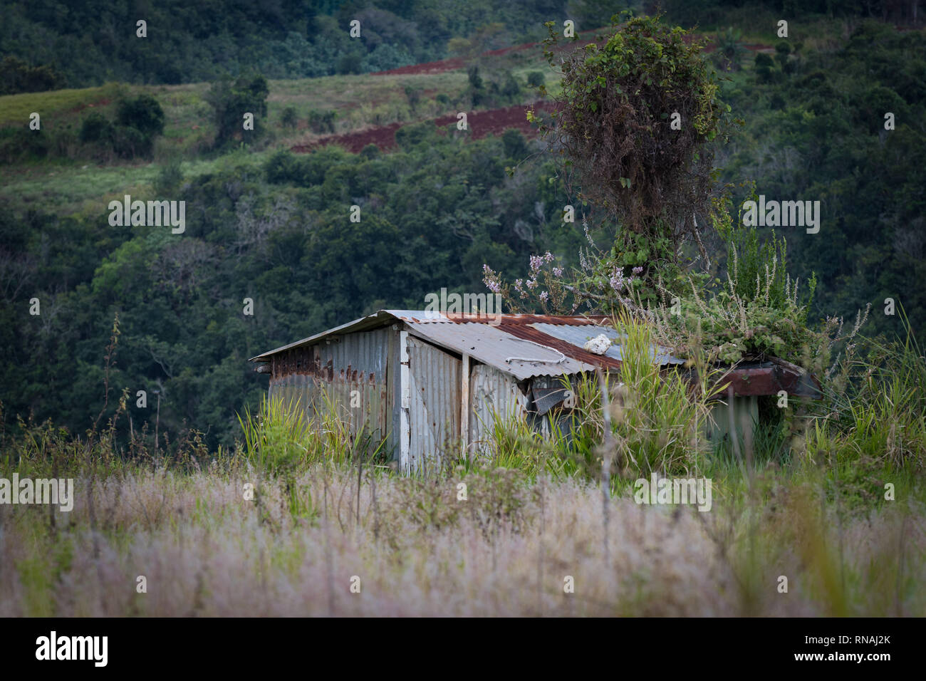 Old abandoned home in rural Jamaica made of zinc, rusting away in countryside grassland. Stock Photo