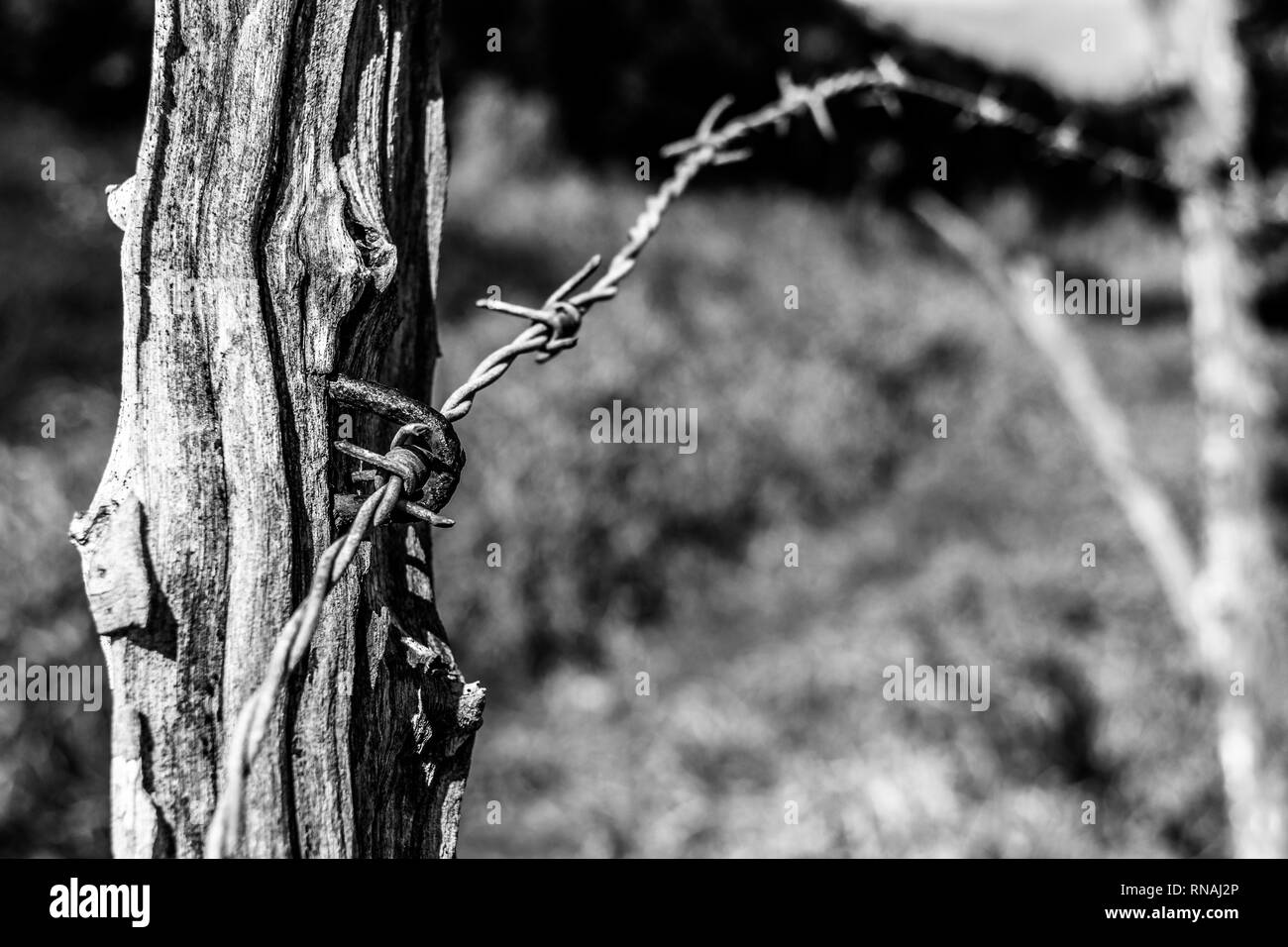 Old fence post barbed wire Black and White Stock Photos & Images - Alamy