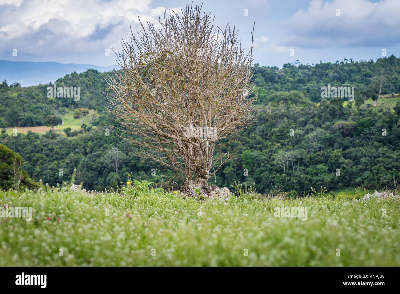 Dry and almost leafless tree in countryside meadow surrounded by lush green plants and trees. Stock Photo