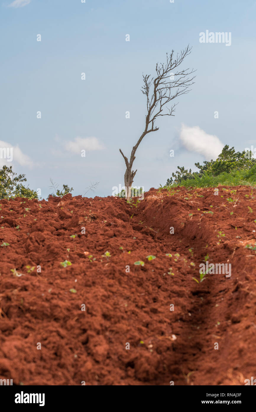 Lone leafless tree standing at the top of a plowed farm hill with a narrow path in the dirt leading up to it. Stock Photo