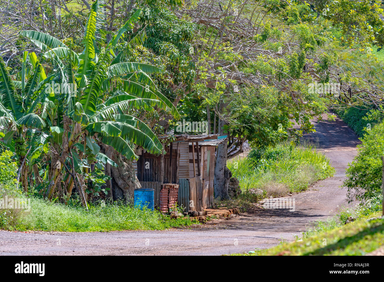 Rusty old zinc shed on the side of a narrow country road. Banana trees and other lush vegetation surrounding. Stock Photo