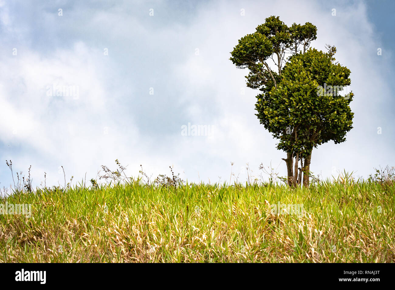 Unique growth formation on a lone tree on top a hill in the countryside. Concept. Reach for the sky. Aim higher. Stand out. Stock Photo
