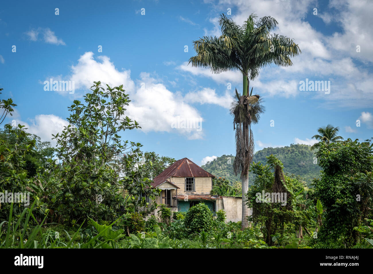 Abandoned old estate house on the countryside in Jamaica being overrun by wild trees and bush. Stock Photo