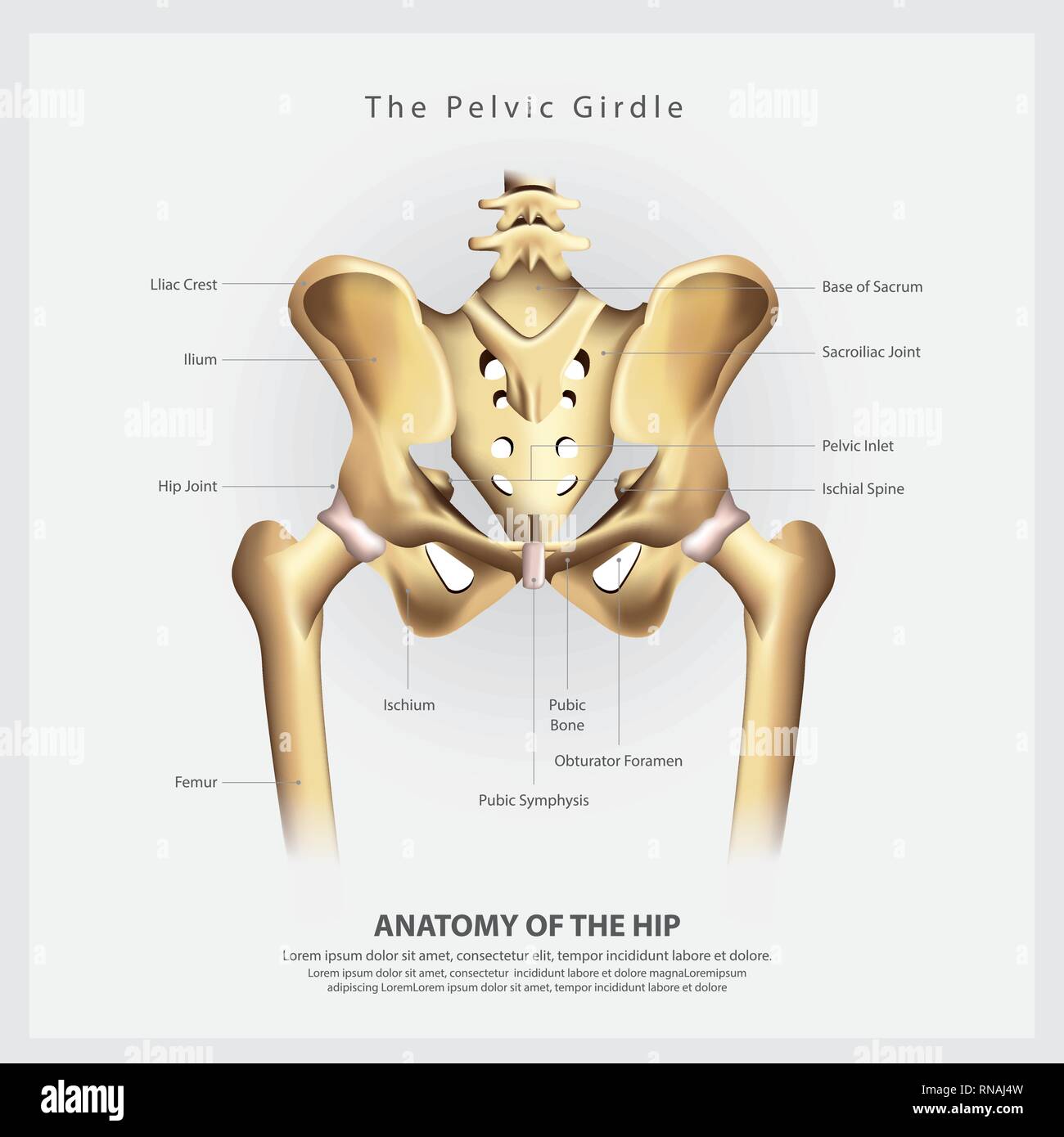The Pelvic Girdle of Human Hip Bone Anatomy Vector Illustration Stock Vector