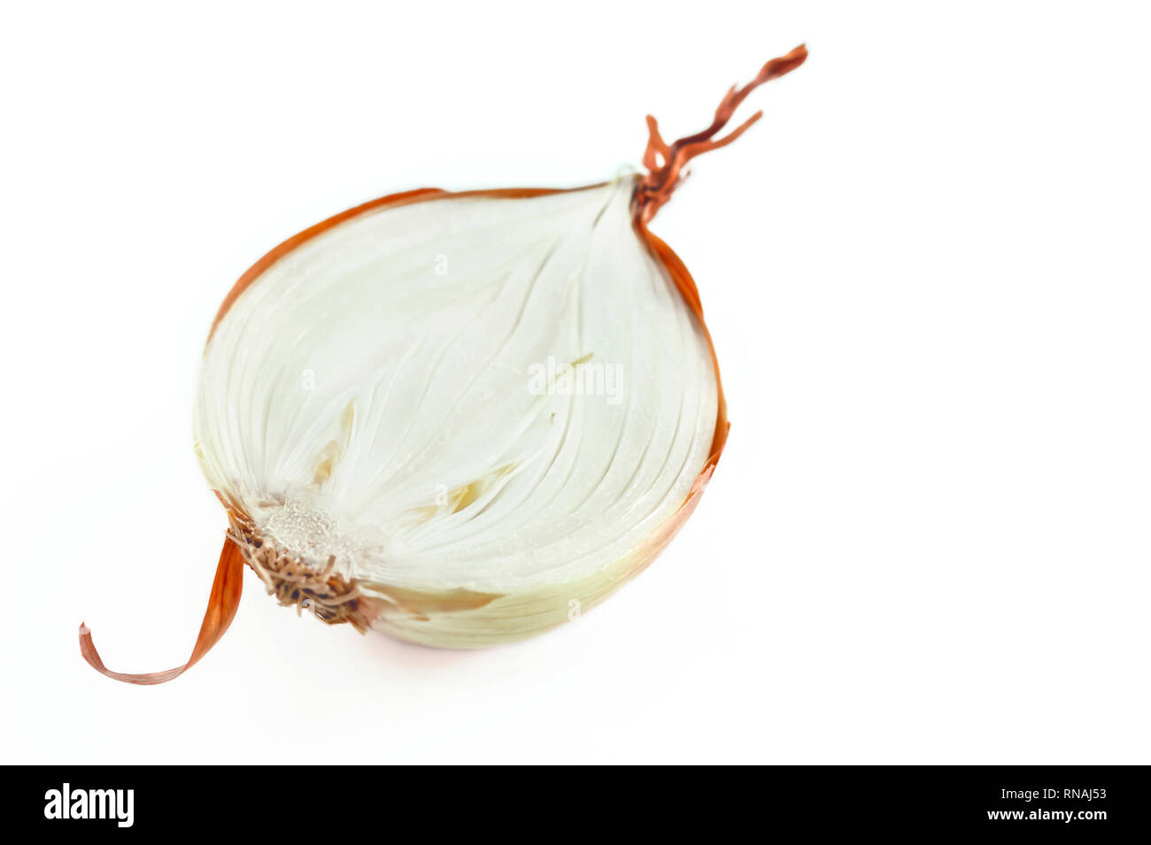 Bulb Onion, Allium cepa, cut in half with visible scale leaves, basal plate, fibrous roots and curly tunic isolated on white background. Healthy Organ Stock Photo