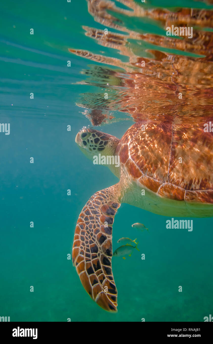 Green turtle snorkeling hires stock photography and images Alamy