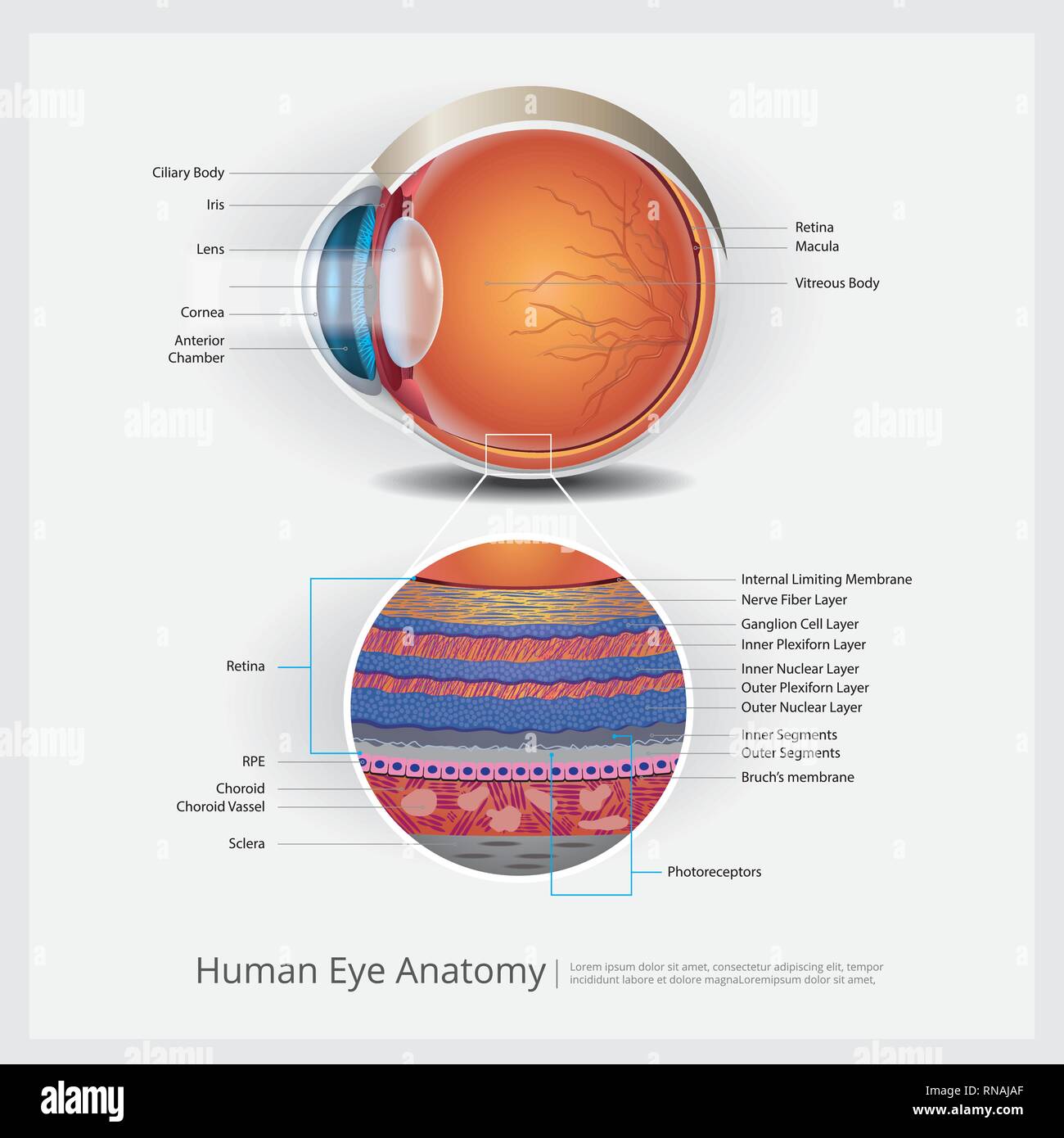 Human Eye Anatomy Vector Illustration Stock Vector