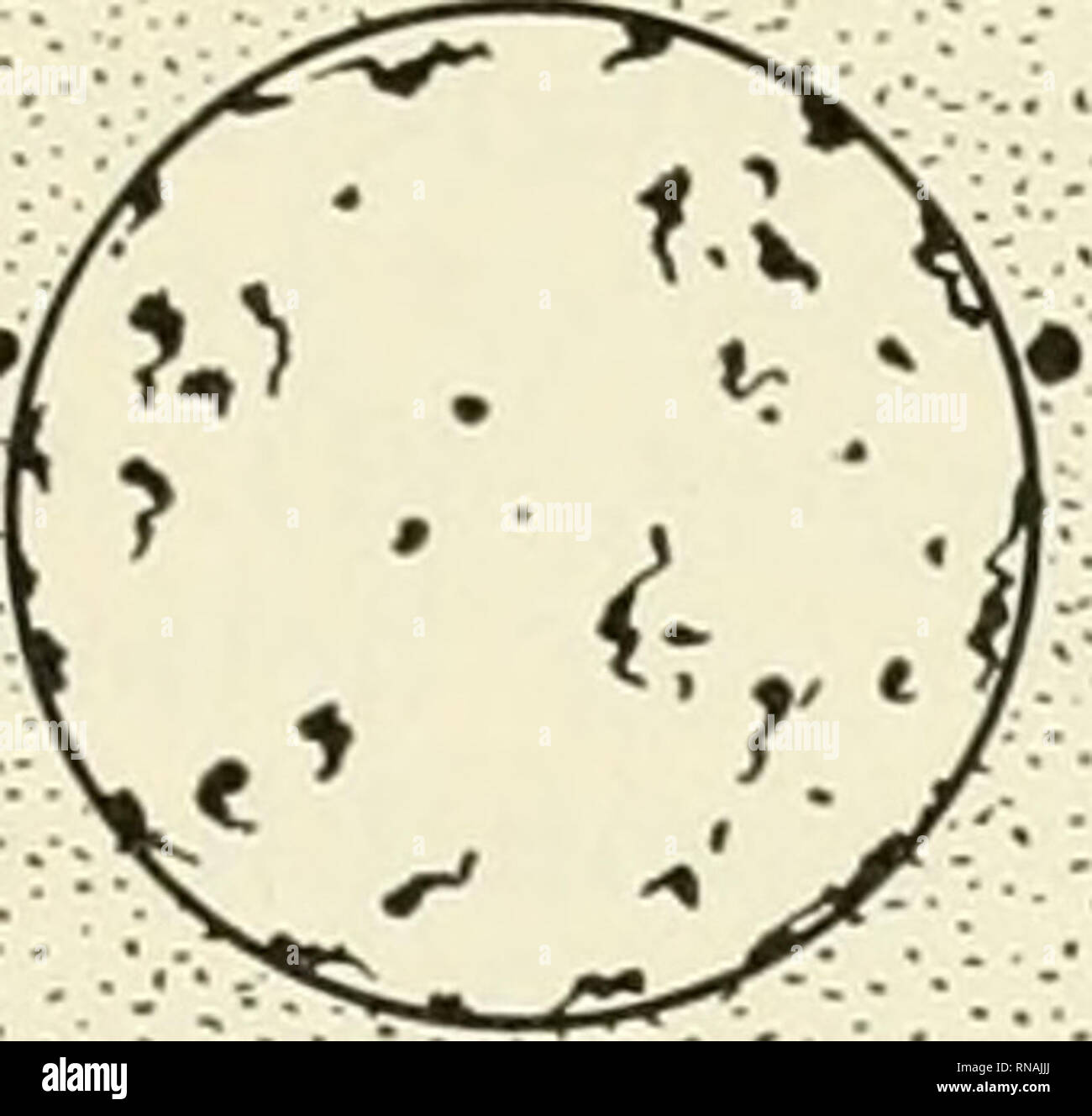 Analysis Of Development Embryology Embryology Cell Division 99 The Precise And Orderly Movements Of Chromosomes During Metakinesis And Ana Phase Have Long Fascinated Cytologists Many Physicochemical Explanations Have Been Sug Gested Analysis Of Development Embryology Embryology Cell Division 99 The Precise And Orderly Movements Of Chromosomes During Metakinesis And Ana Phase Have Long Fascinated Cytologists Many Physicochemical Explanations Have Been Sug Gested