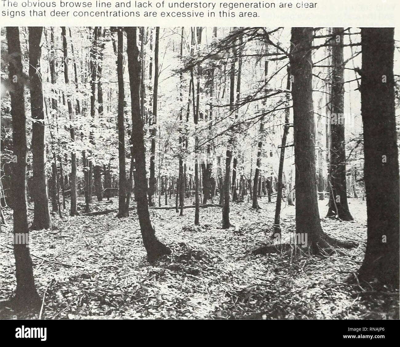 An Analysis Of Pennsylvania S Forest Resources Forests And Forestry Pennsylvania Forest Management Pennsylvania Deer Being The Most Econ Omically Important Wildlife Species Living In Forests Deserve A Closer Look There Is