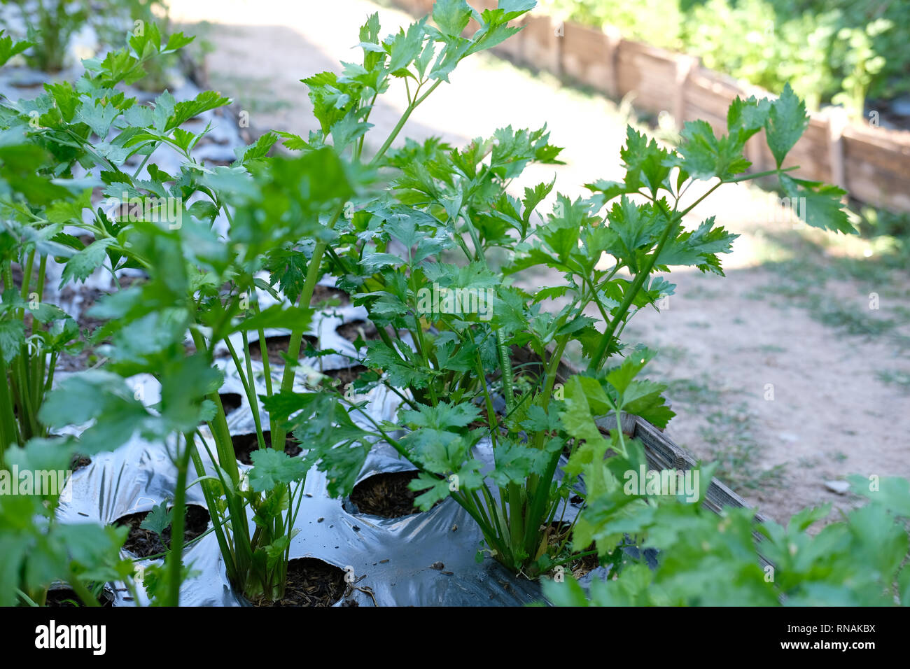 celery plant growing in vegetable garden. plantation in organic farm ...