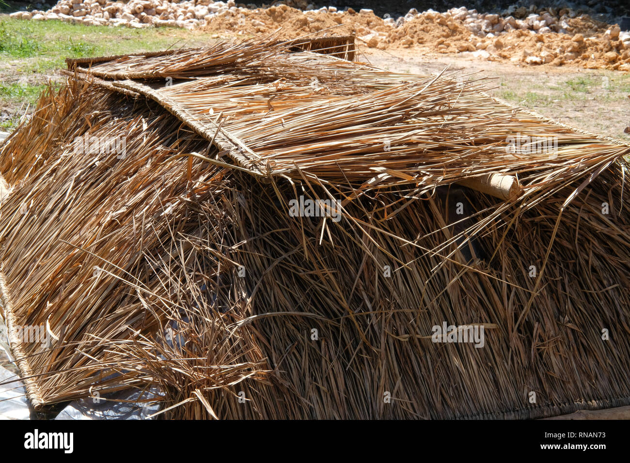 straw mushroom growing in farm. volvariella volvacea Stock Photo