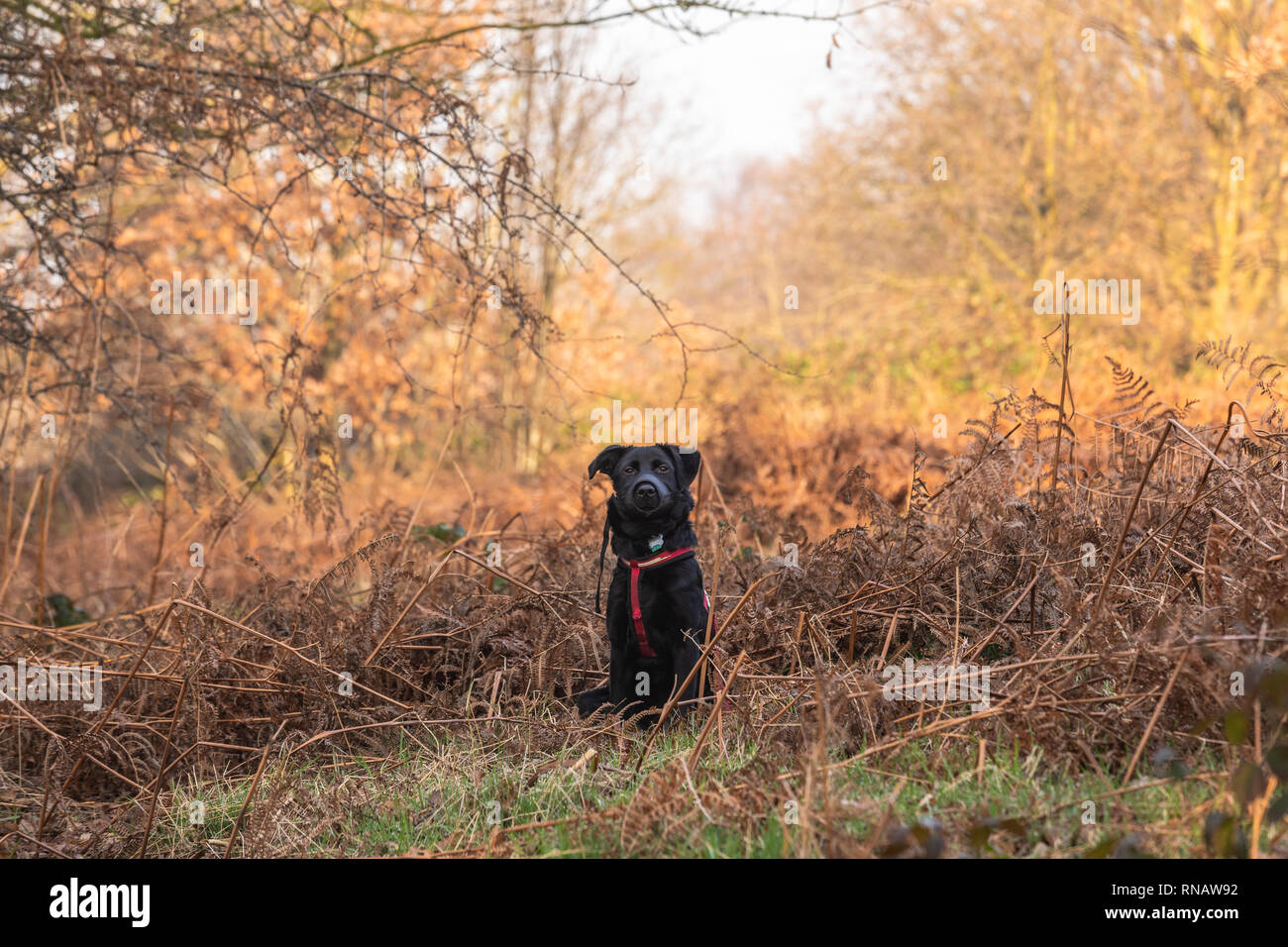 Puppy outdoors Stock Photo