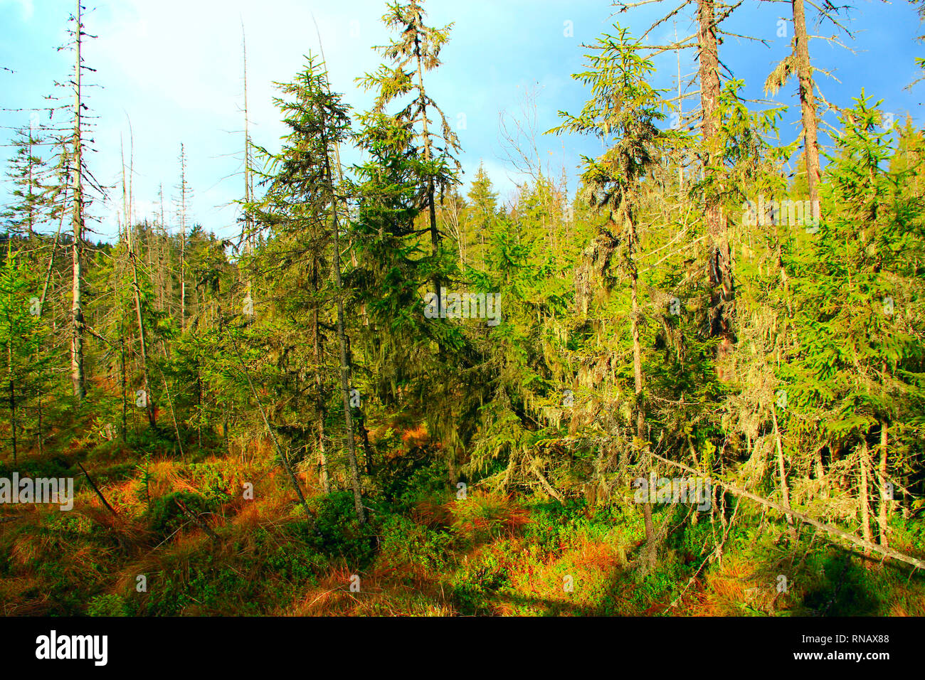 Wild green forest with high spruces in taiga. Dense forest. Coniferous